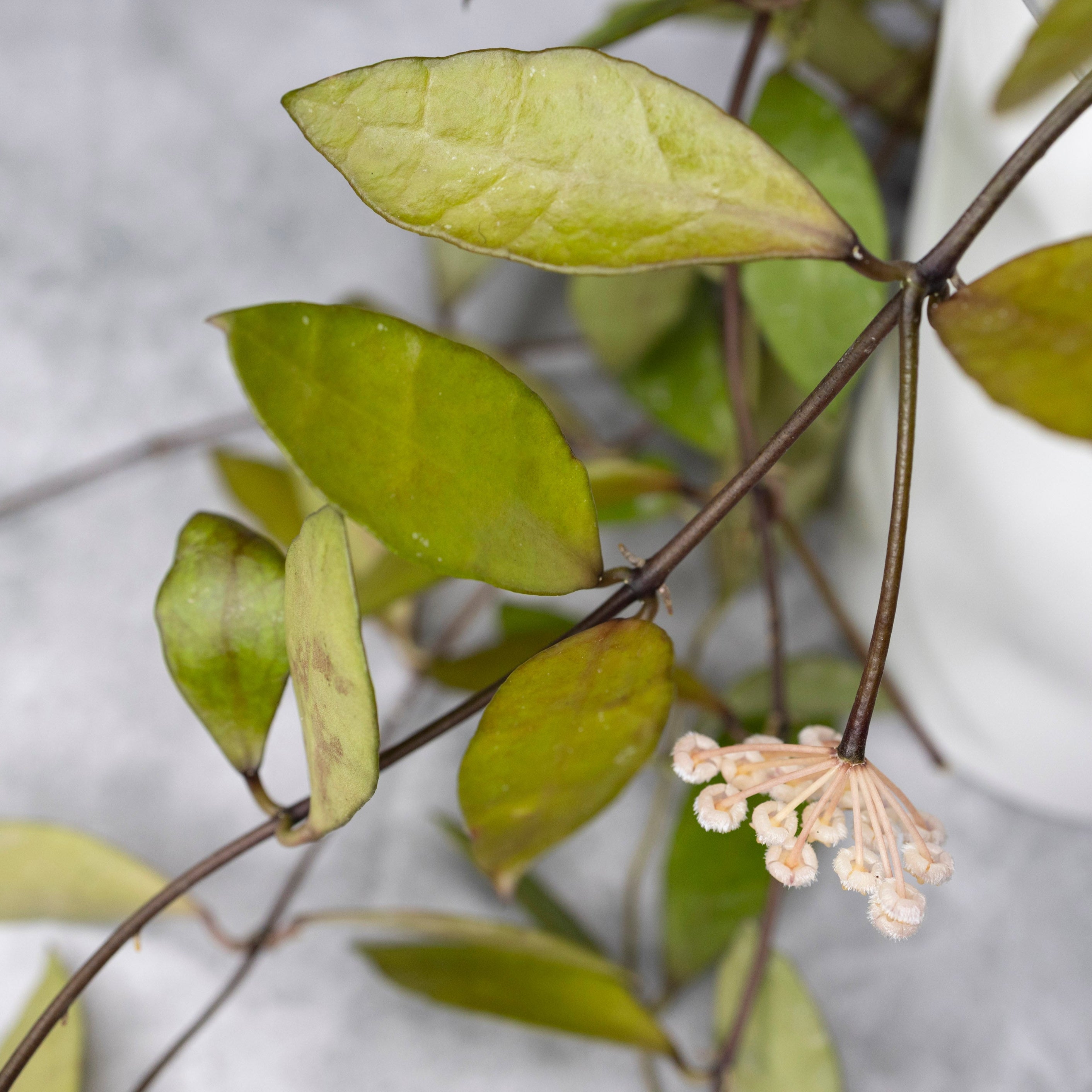 Close-up of a plant with green leaves and small white flowers on a blurred background