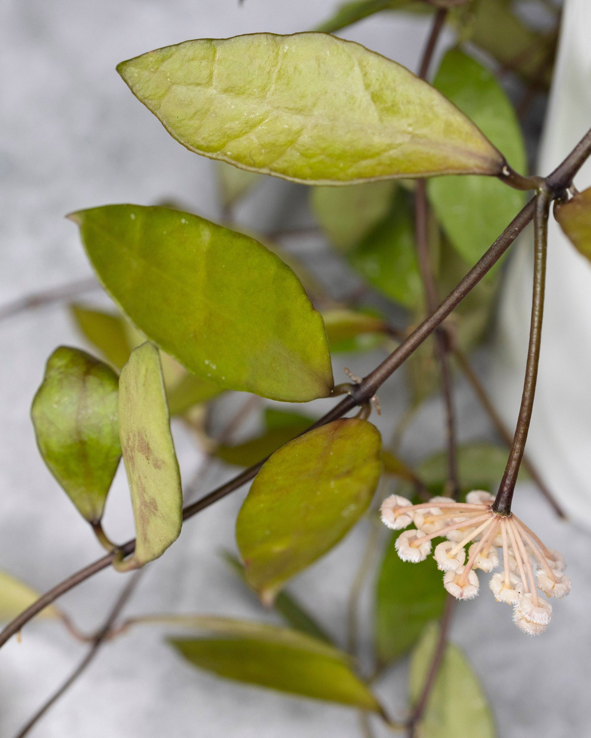 Close-up of a plant with green leaves and small white flowers on a blurred background