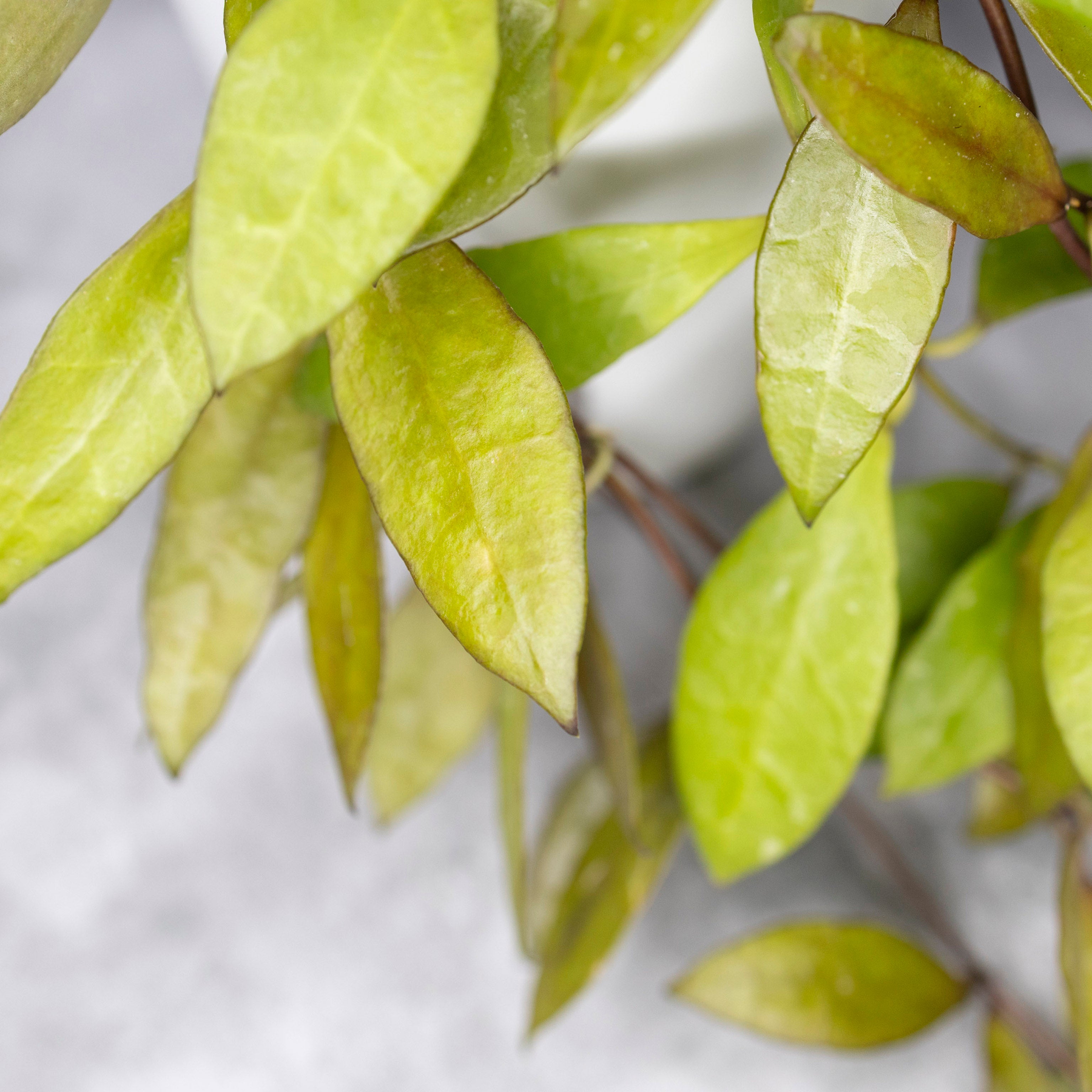 Close-up of green-gold leaves on a white background