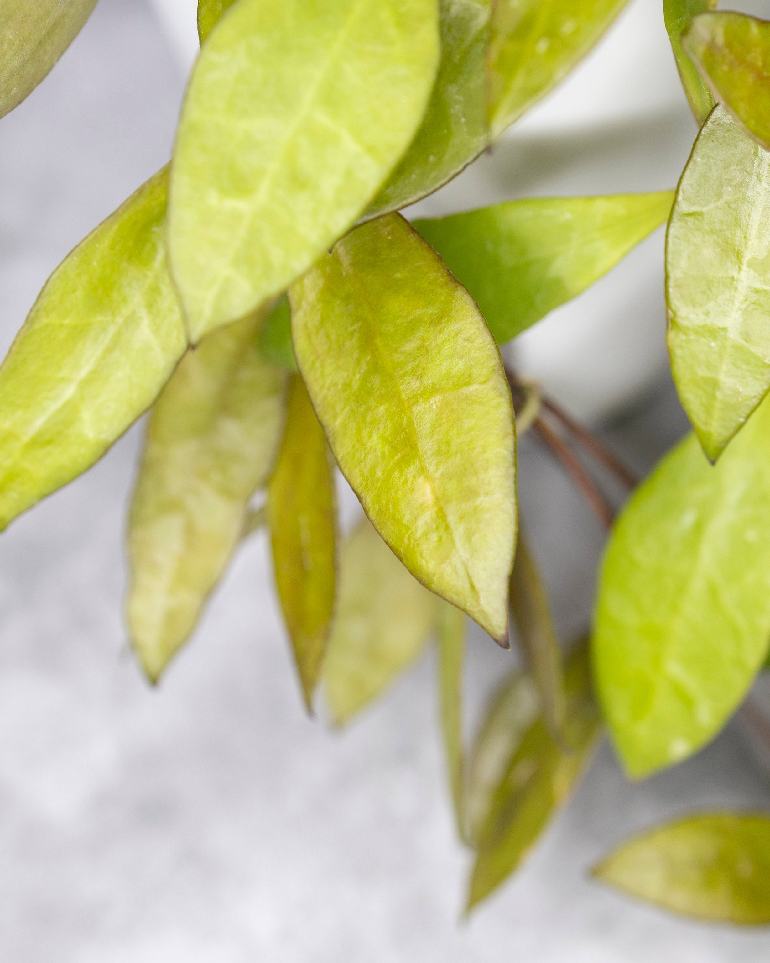 Close-up of green-gold leaves on a white background