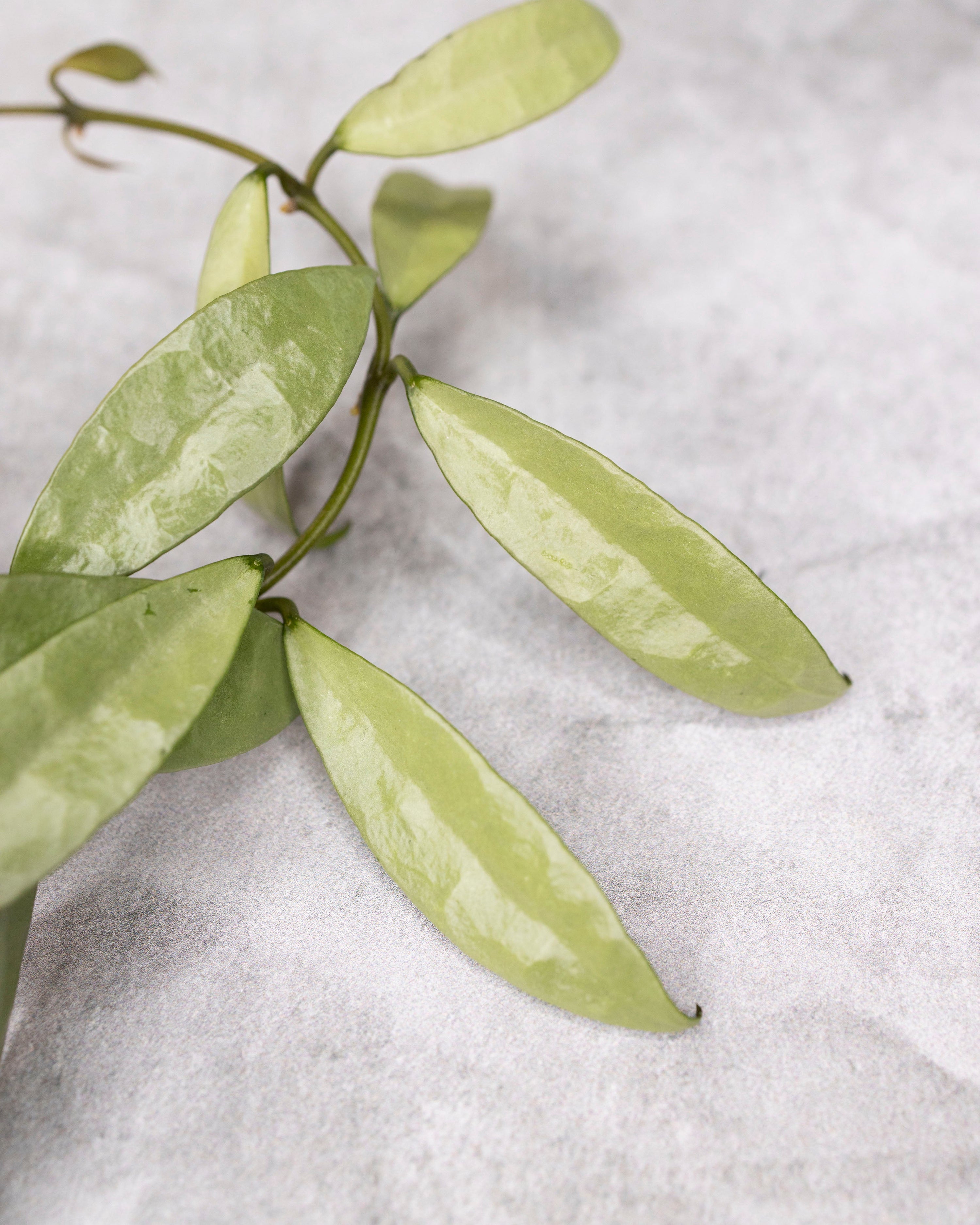 Hoya lacunosa &