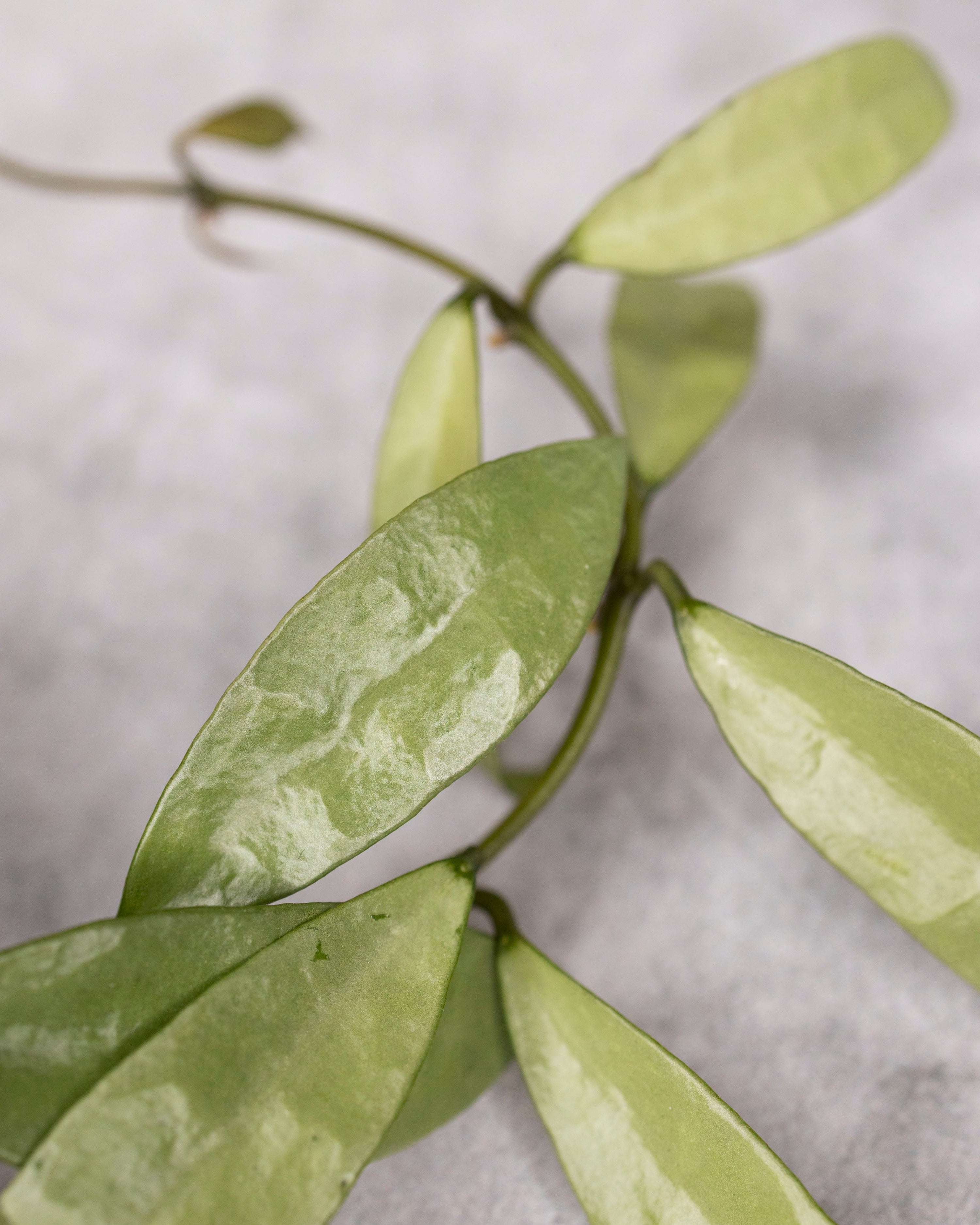 Hoya lacunosa &