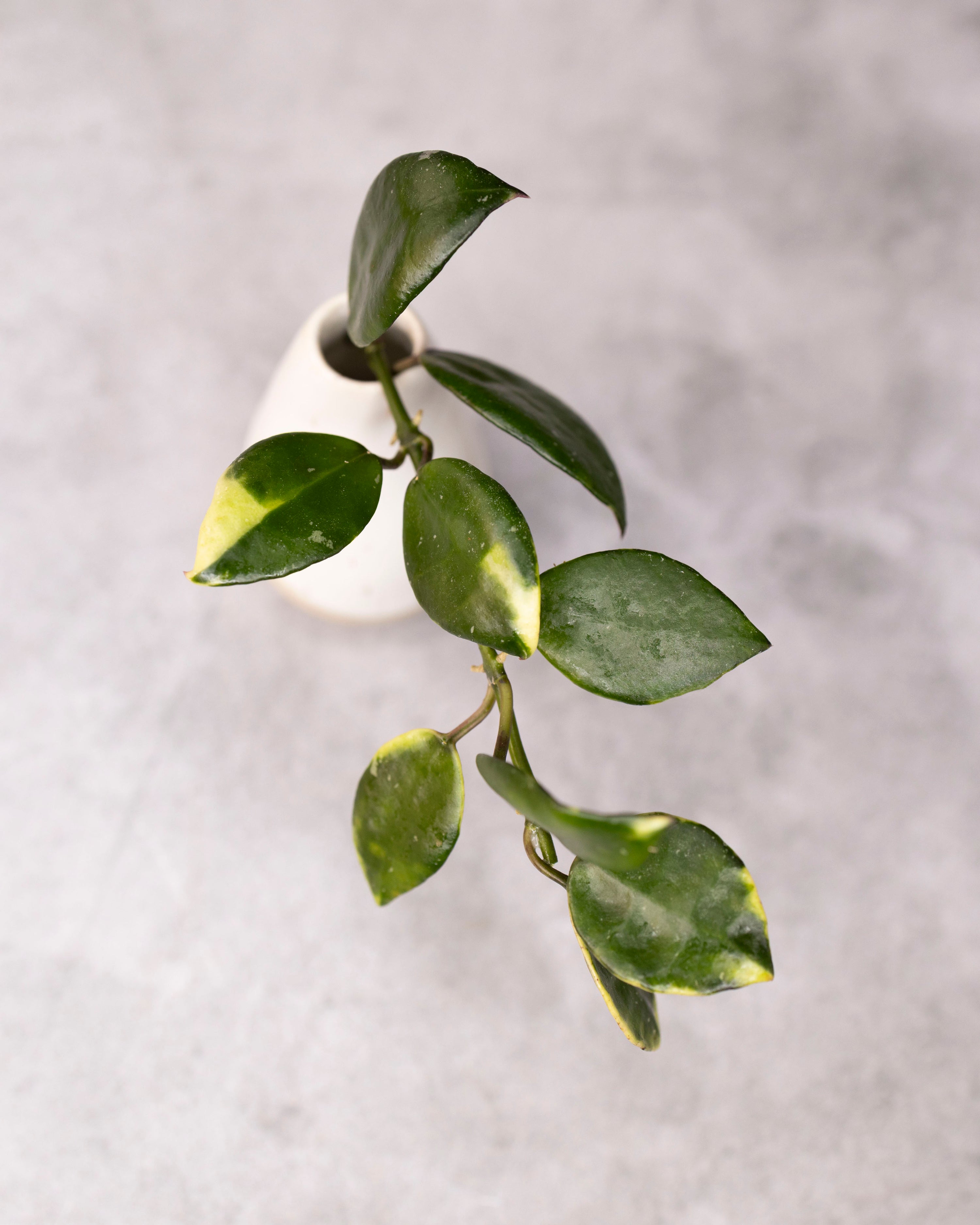Hoya lacunosa SV 403