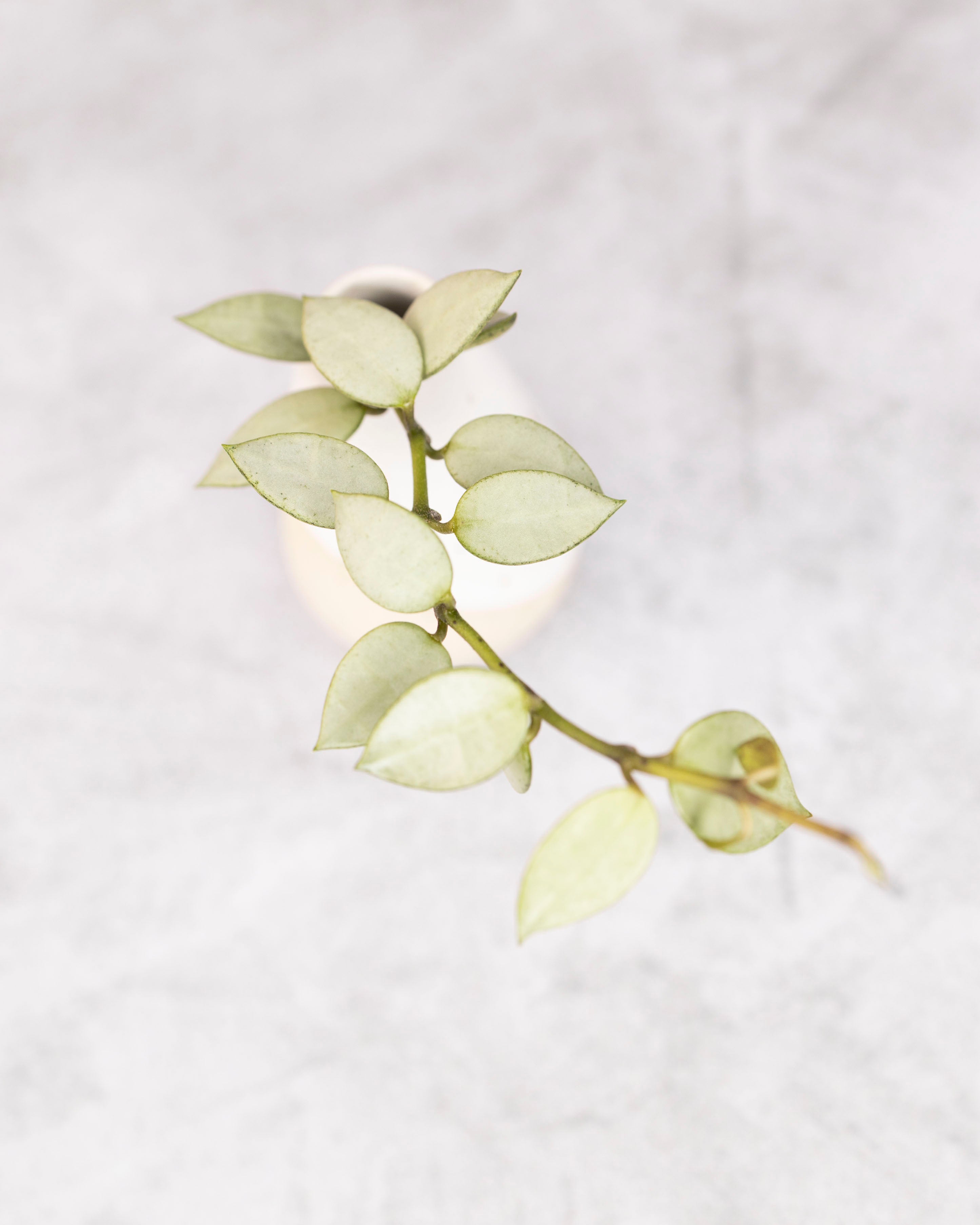 Small silver Hoya plant on a light gray background