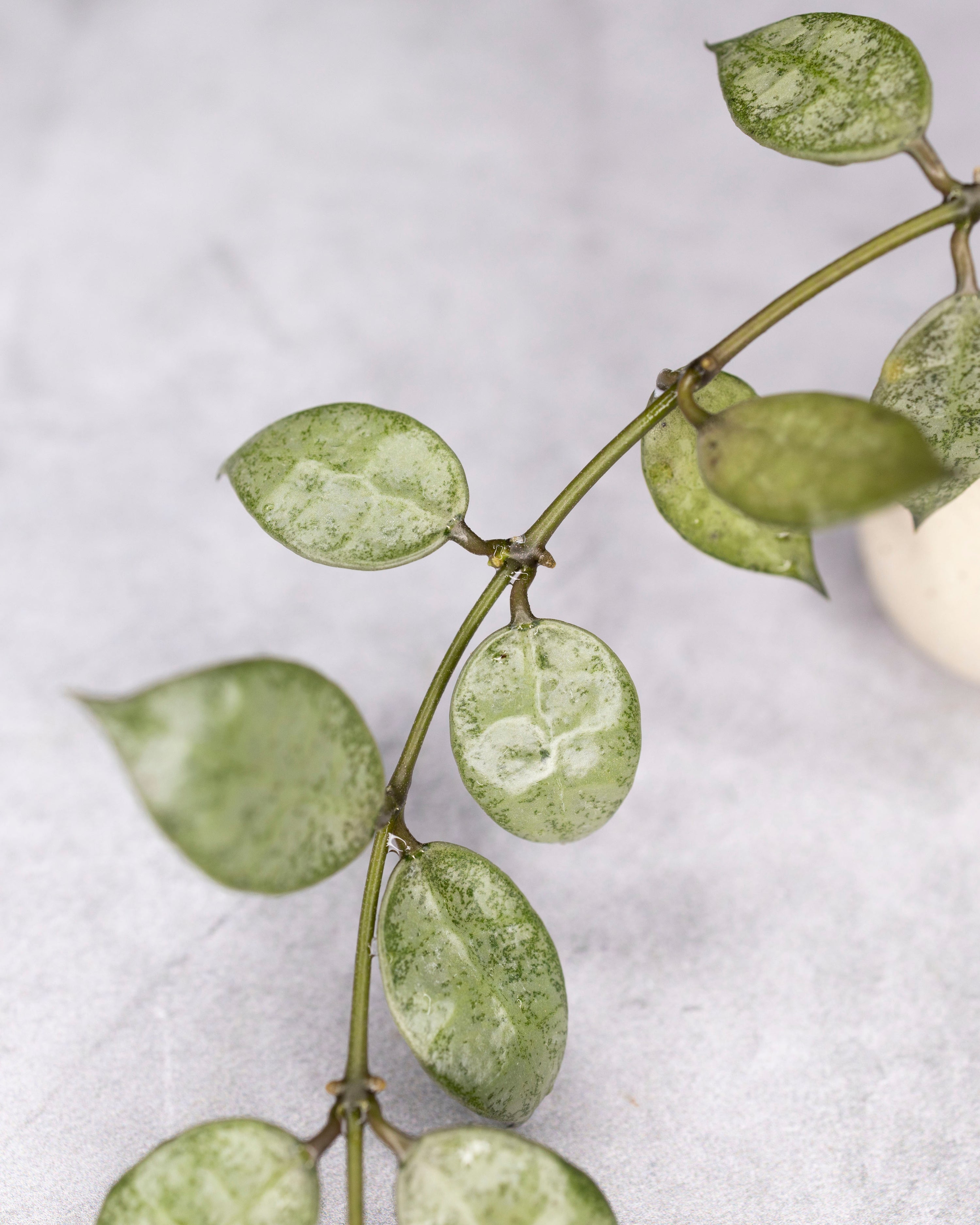 Hoya lacunosa &
