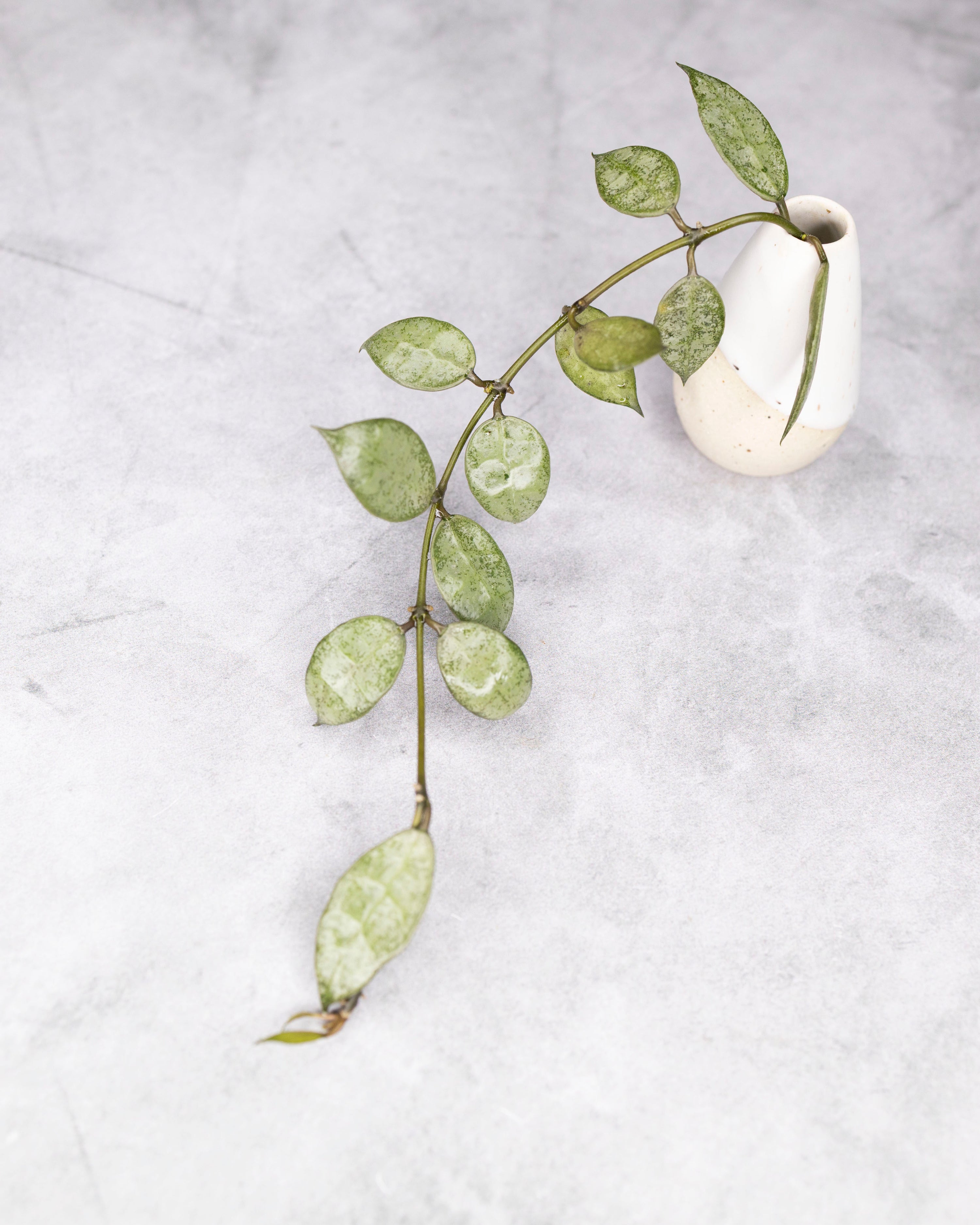 Hoya lacunosa &