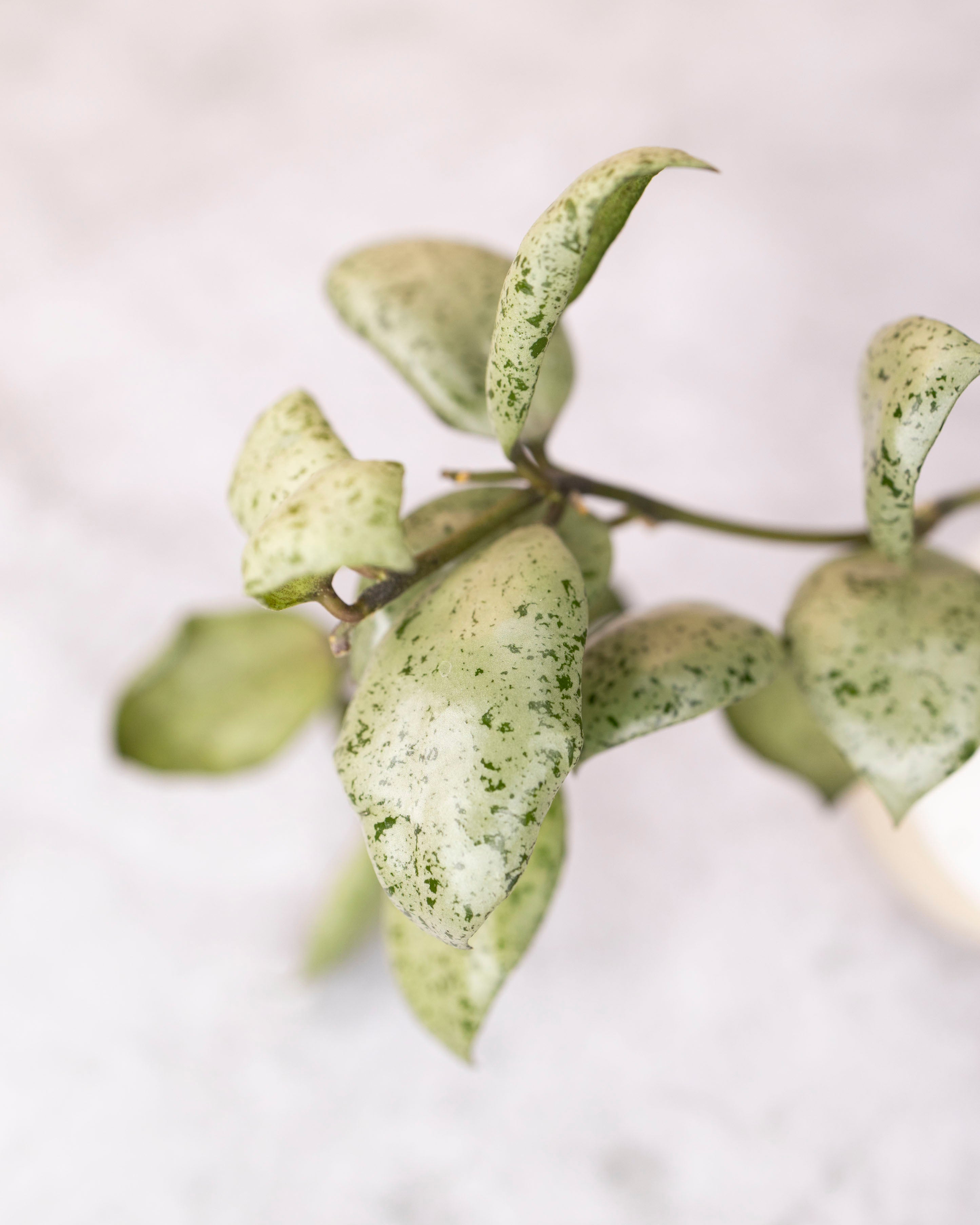 Close-up of a green leafy plant with a white background