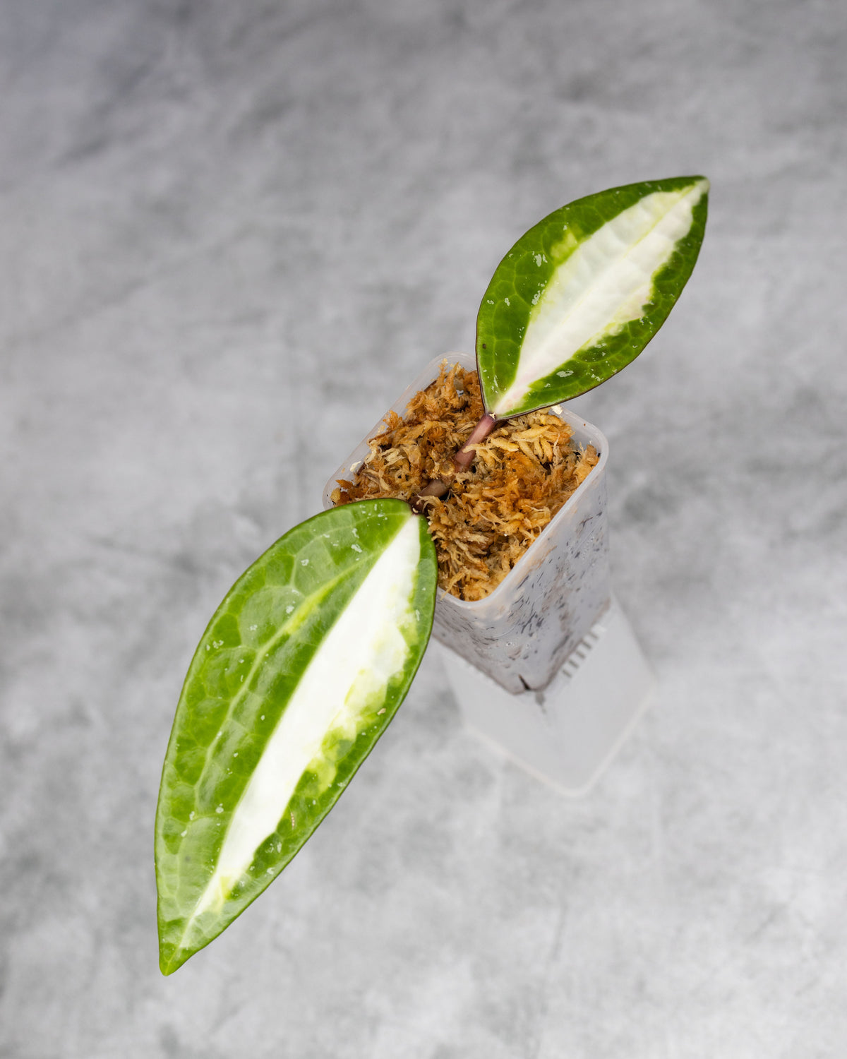 Hoya latifolia &