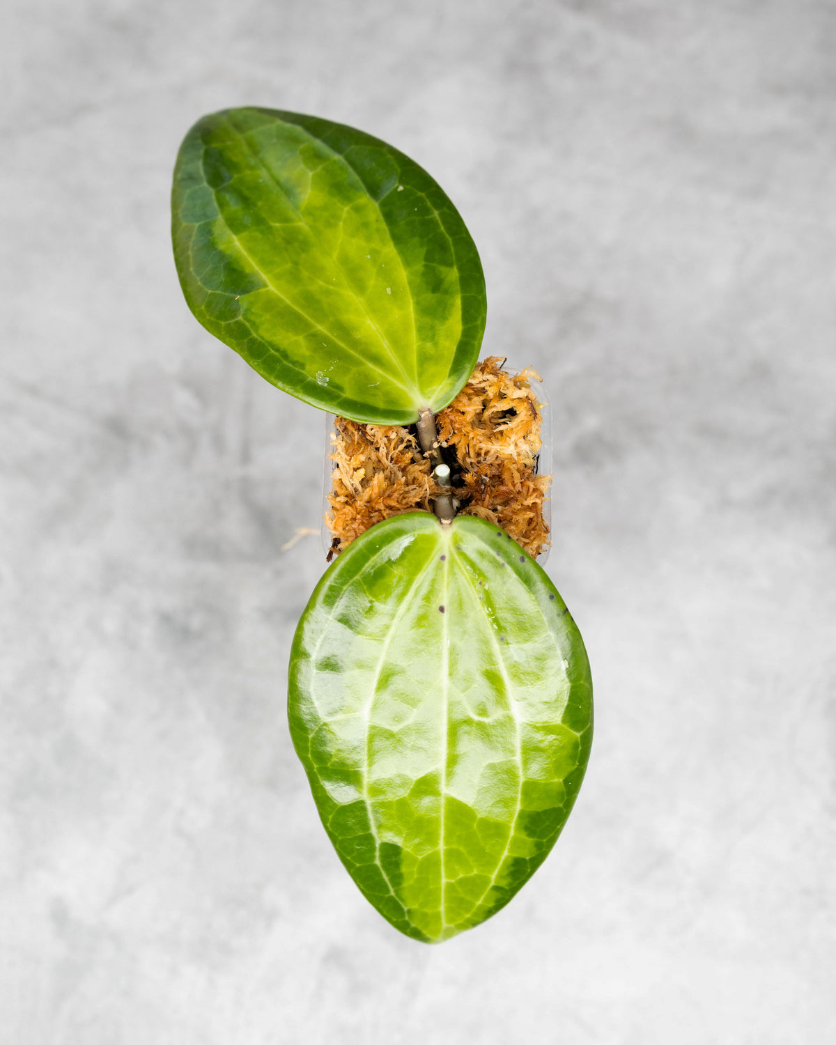 Hoya latifolia &
