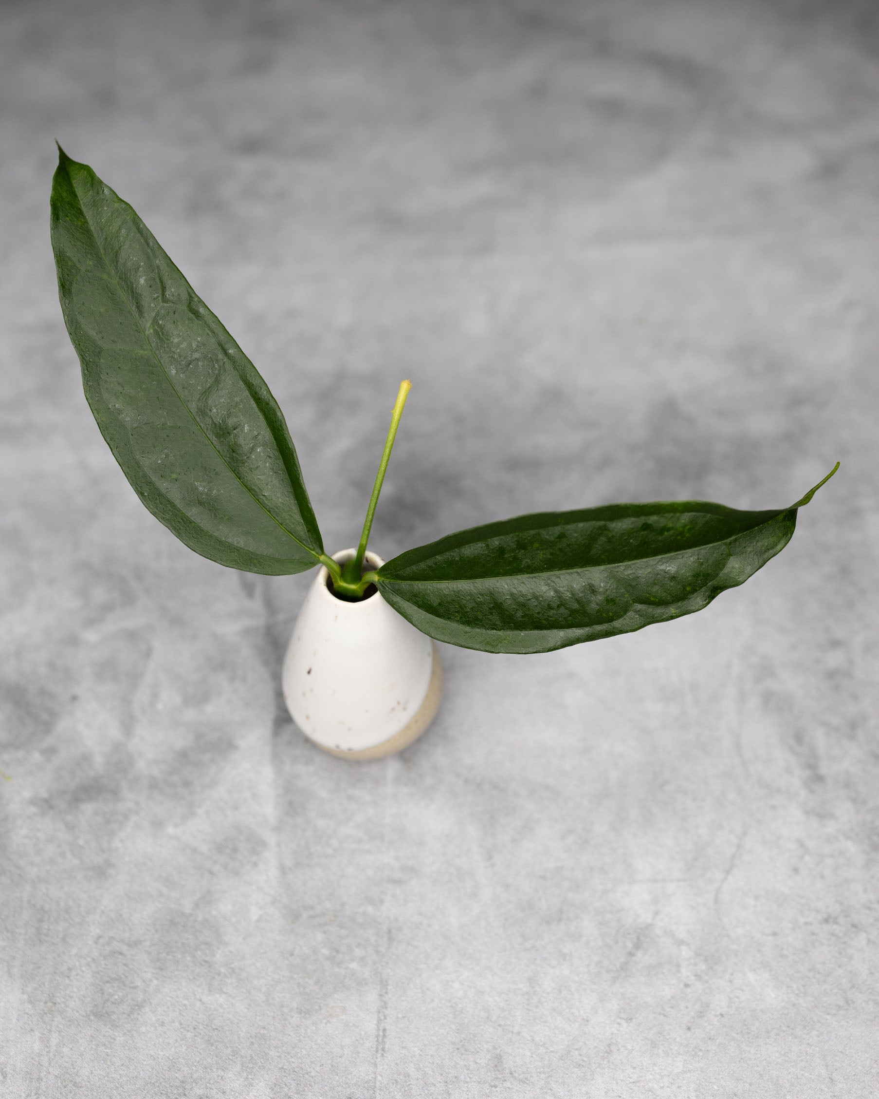 Hoya medinillifolia cutting