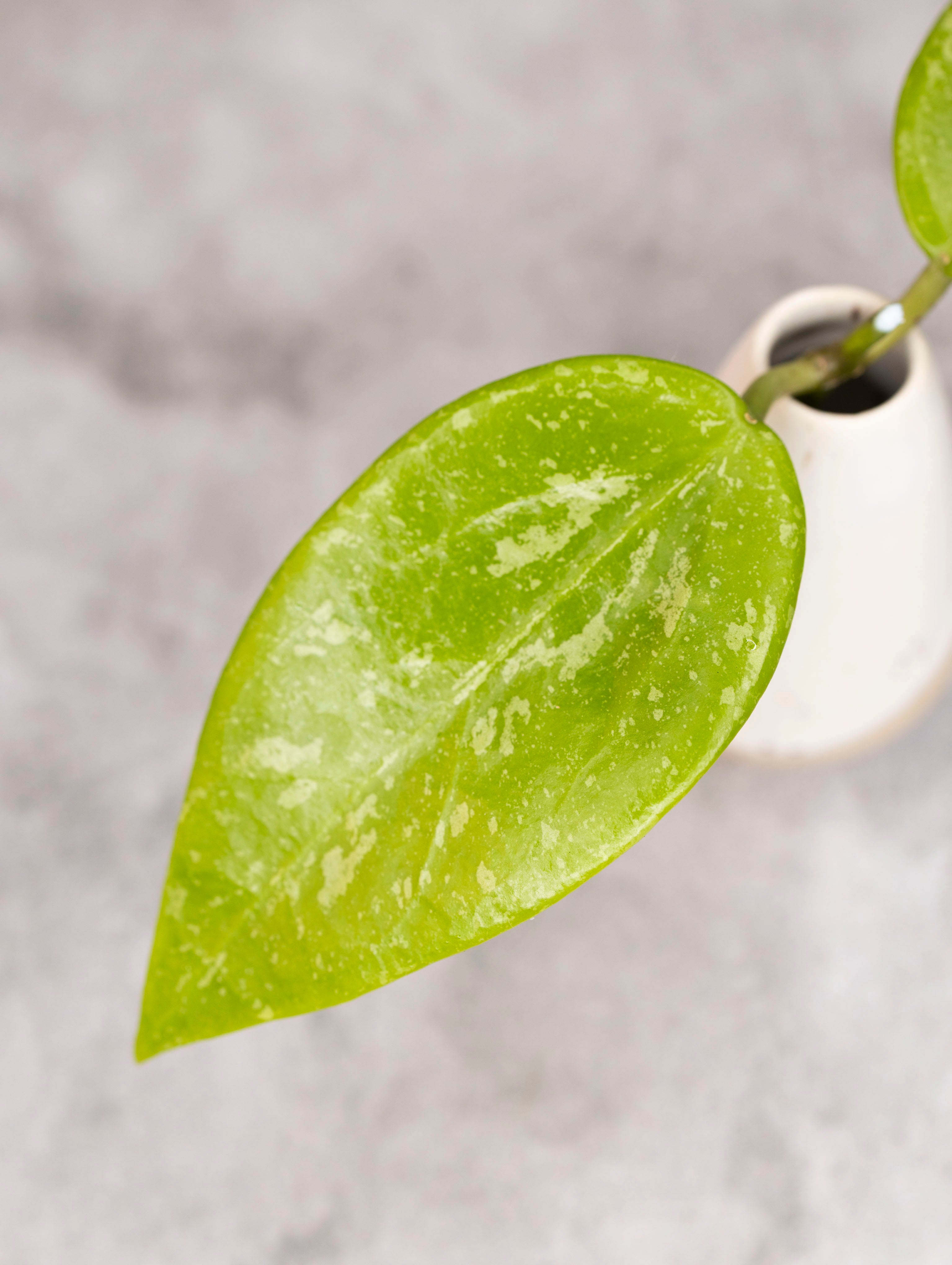 Close-up of a green leaf with a blurred background