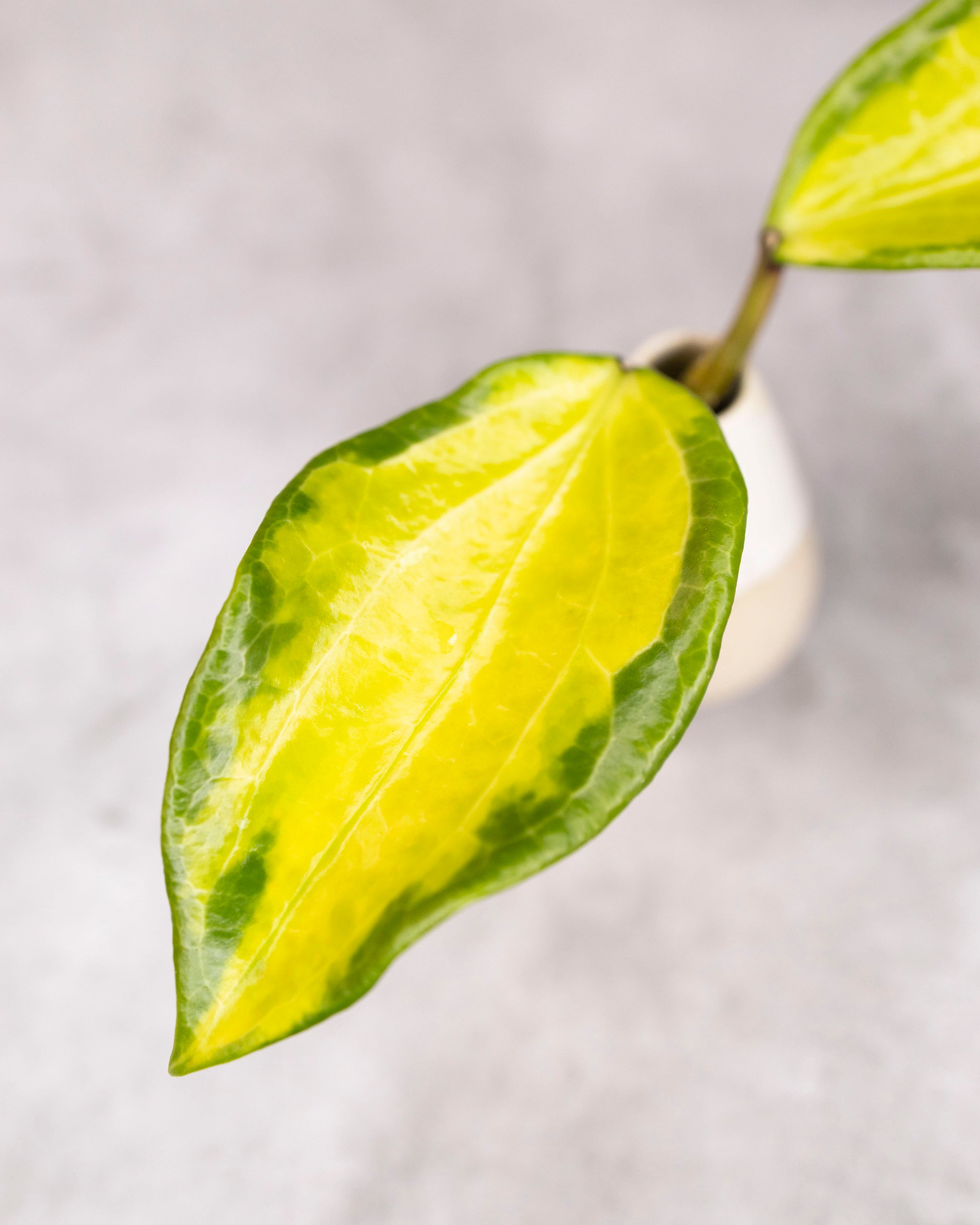 Hoya merrillii (variegated)