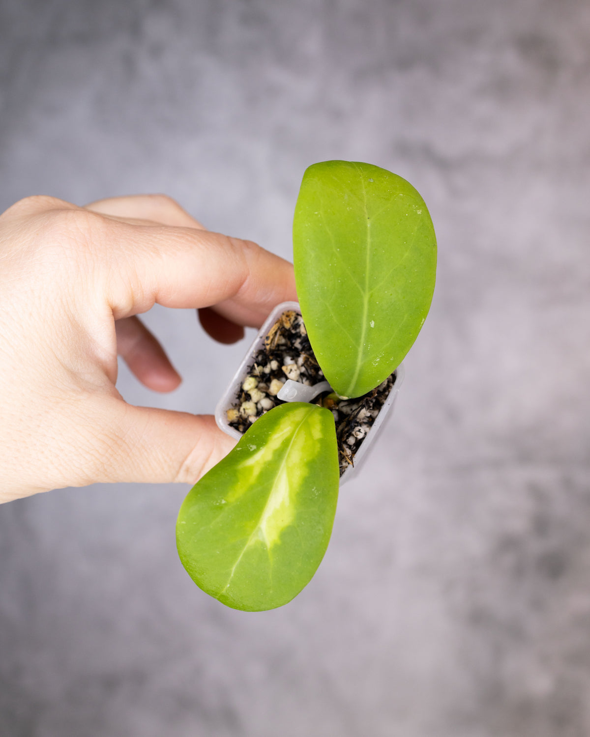 Hoya mindorensis (Inner Variegated)