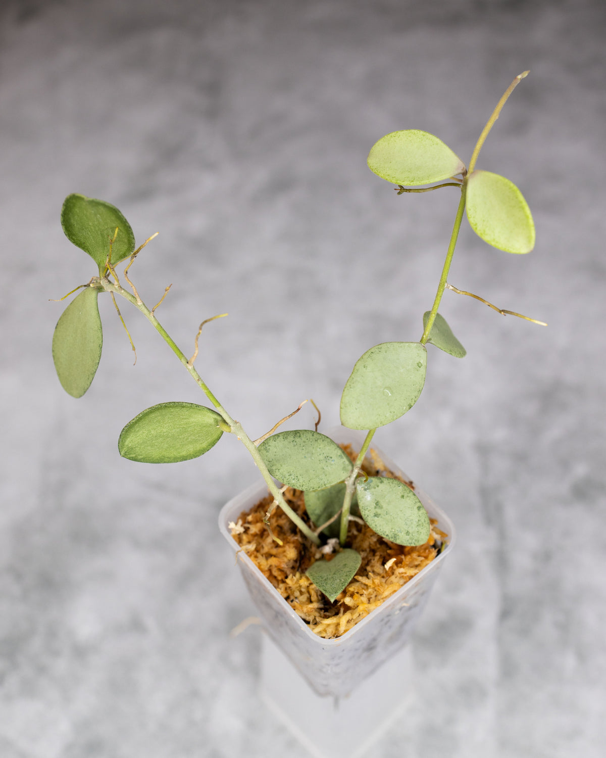 Hoya nummularioides (Silver)