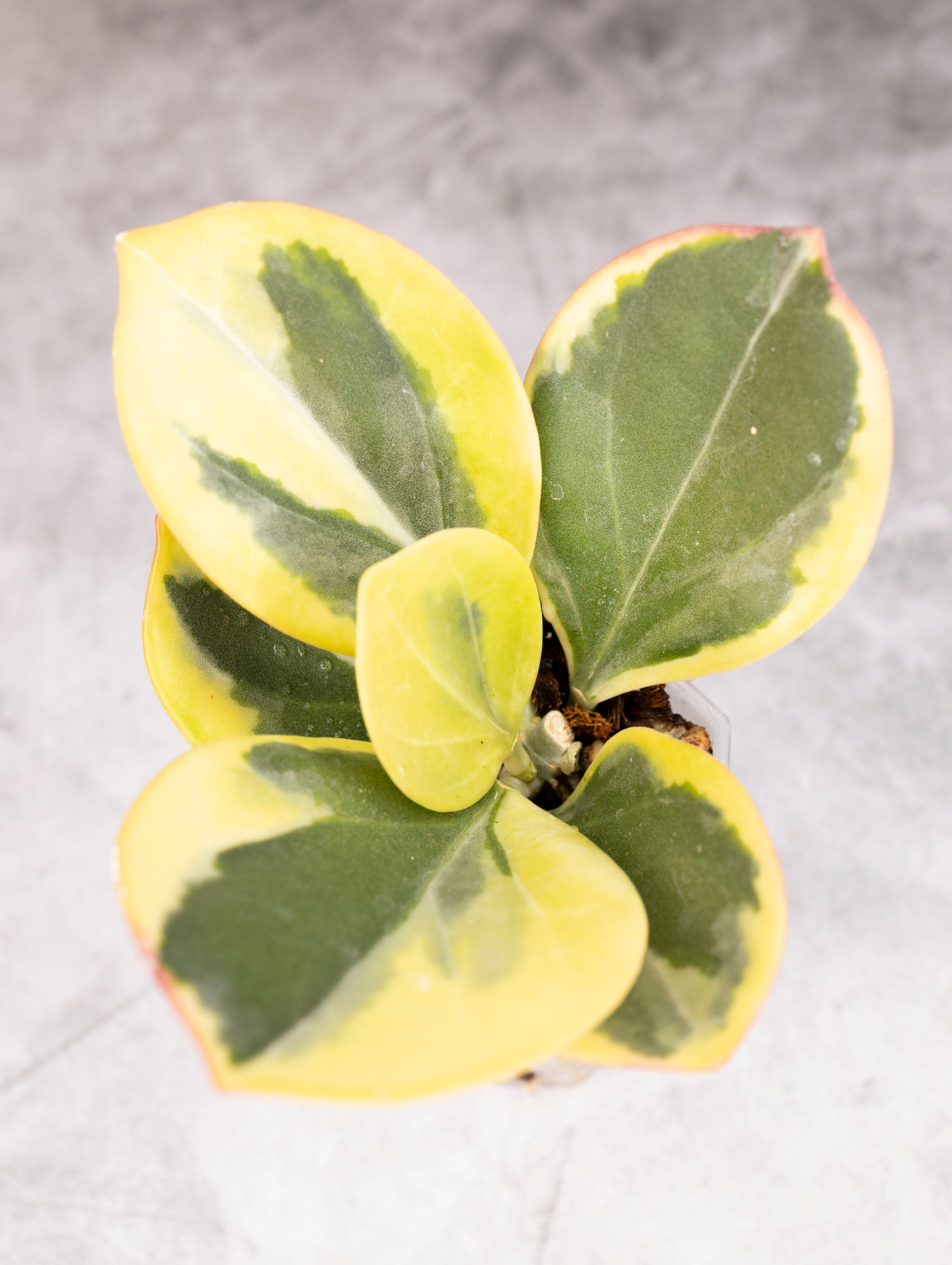 Variegated green and yellow leaf on a gray background
