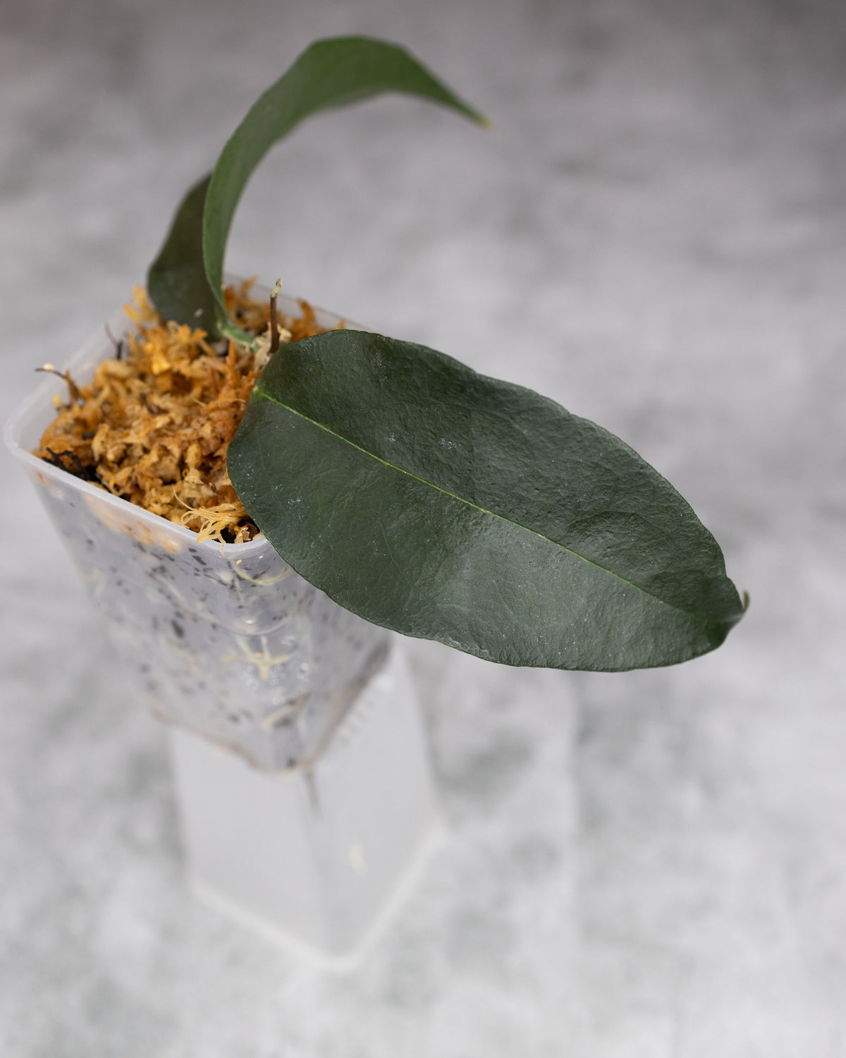 Hoya papuana