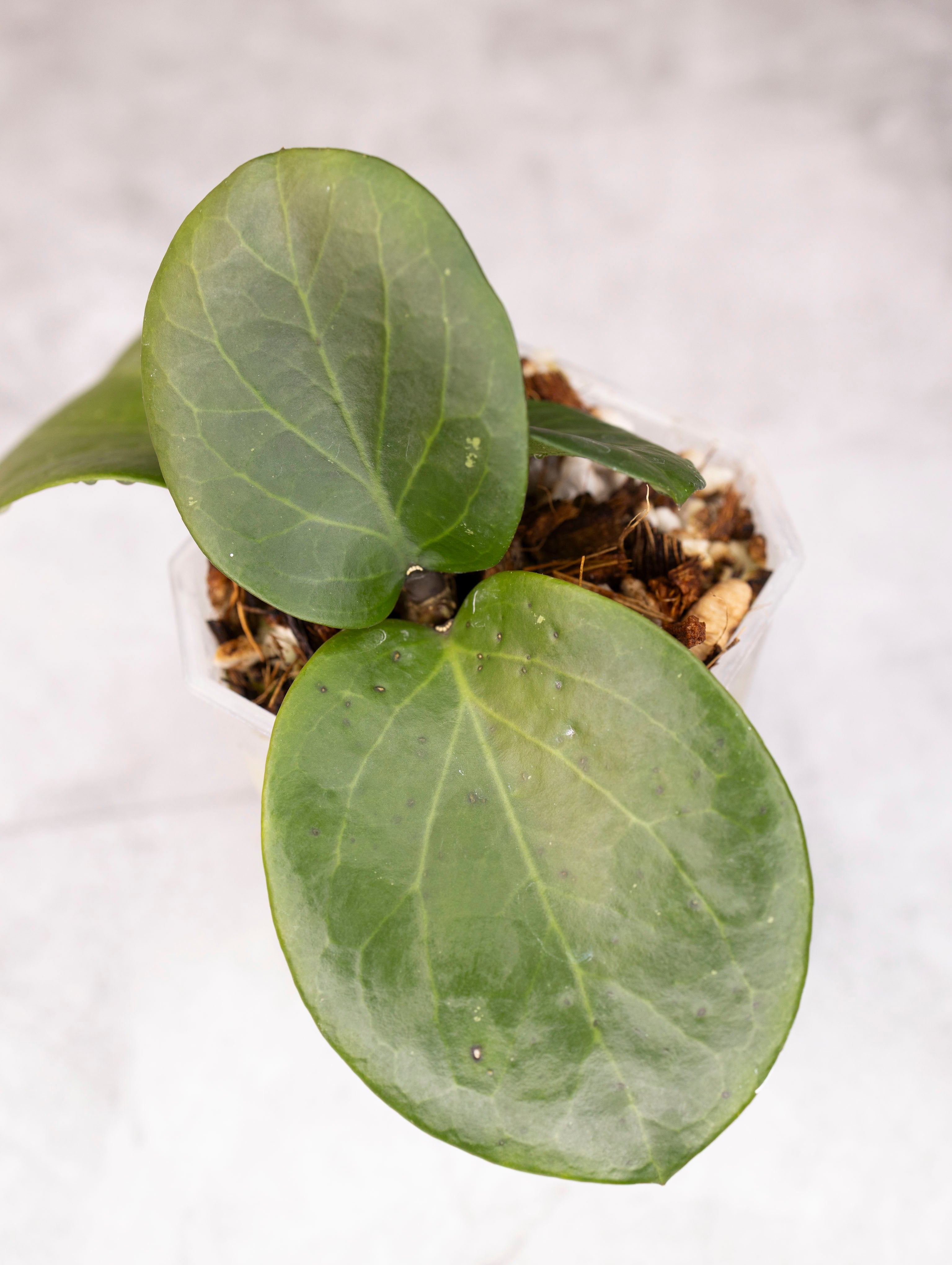 Potted Hoya Rhiannon plant with green leaves on a light background