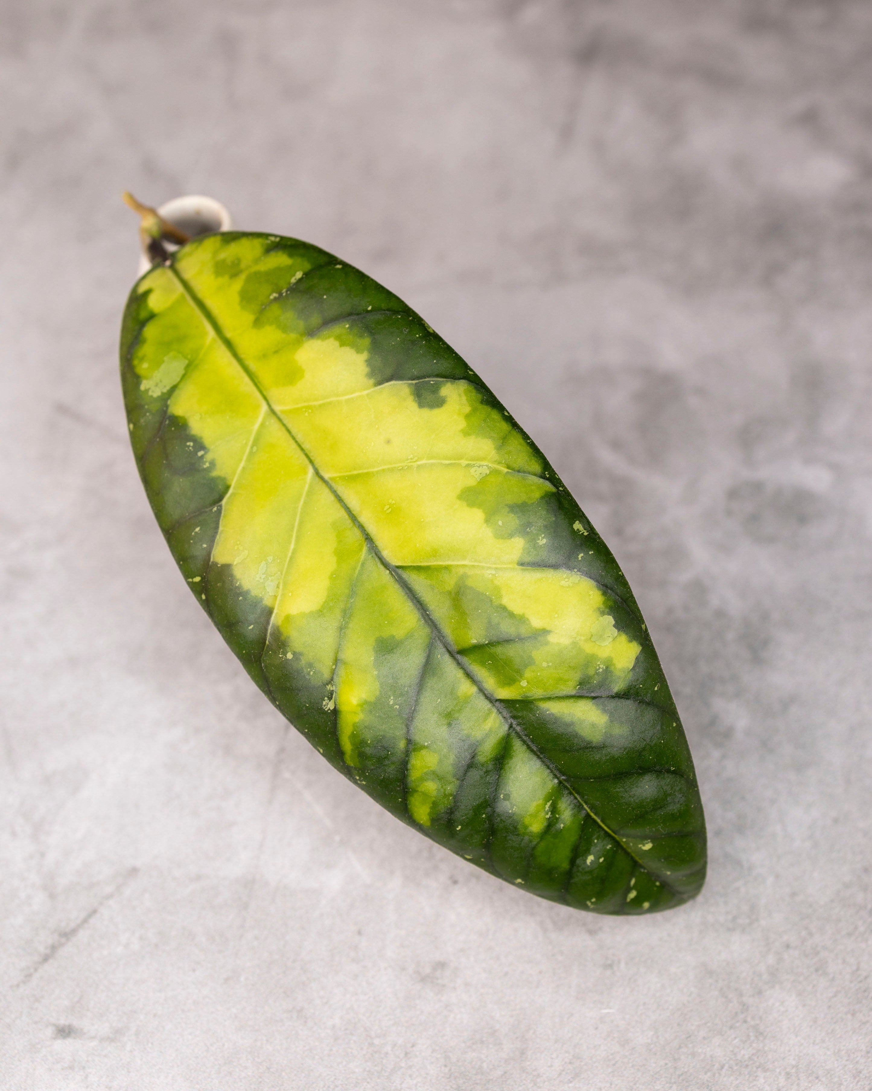 Green leaf with yellowish center on a gray surface