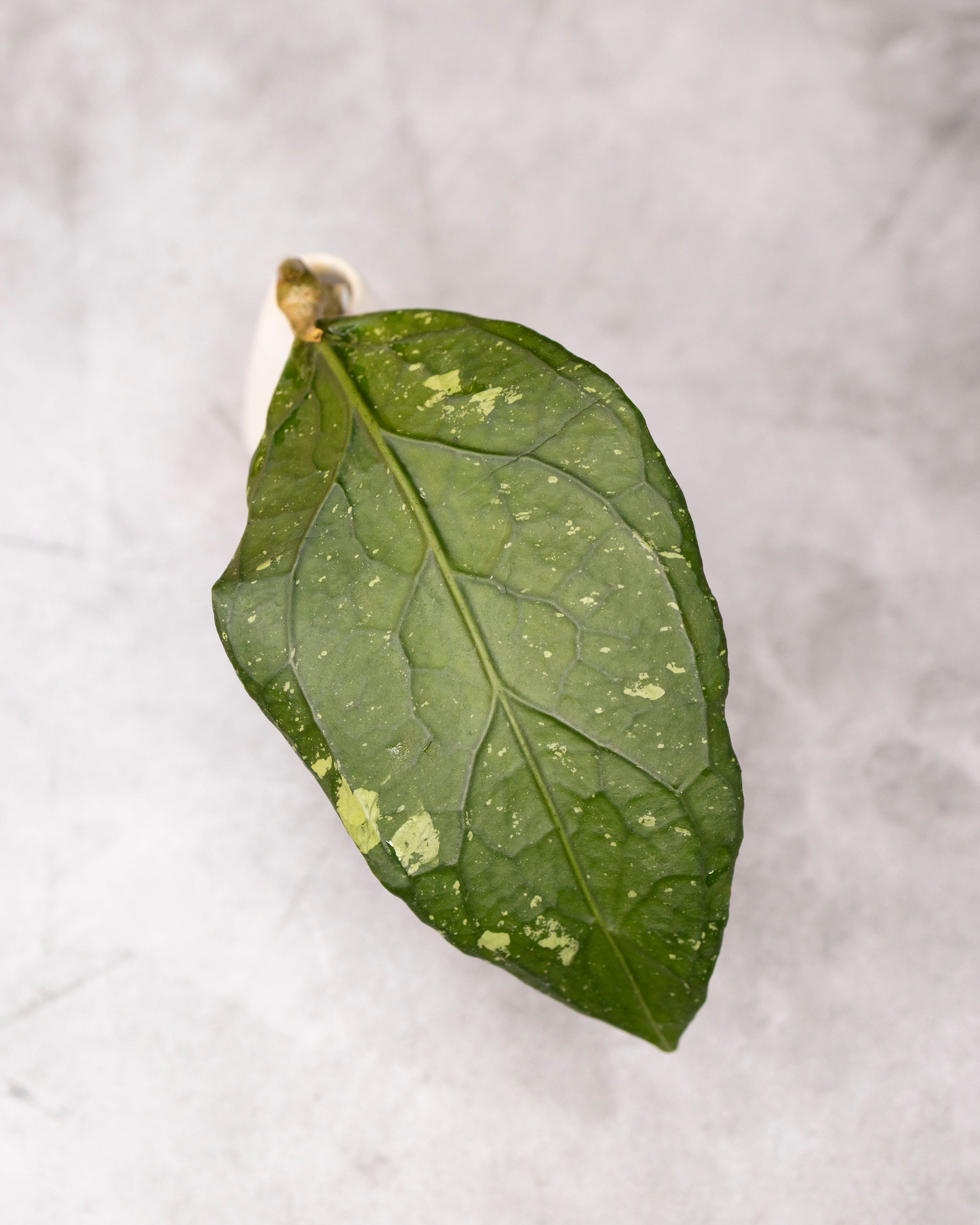 Hoya sp. Aceh &