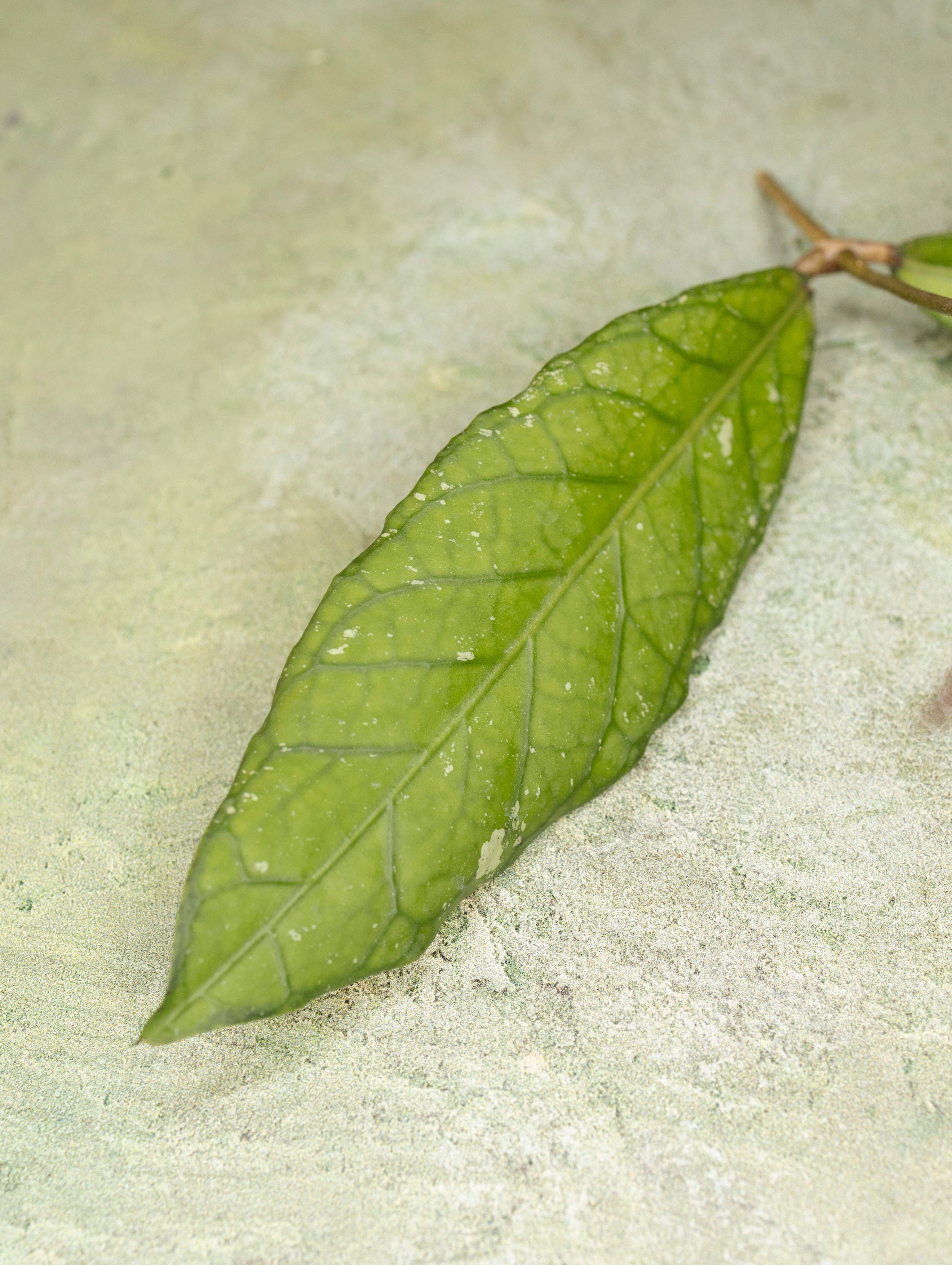 Hoya sp Aceh Blangkejeren