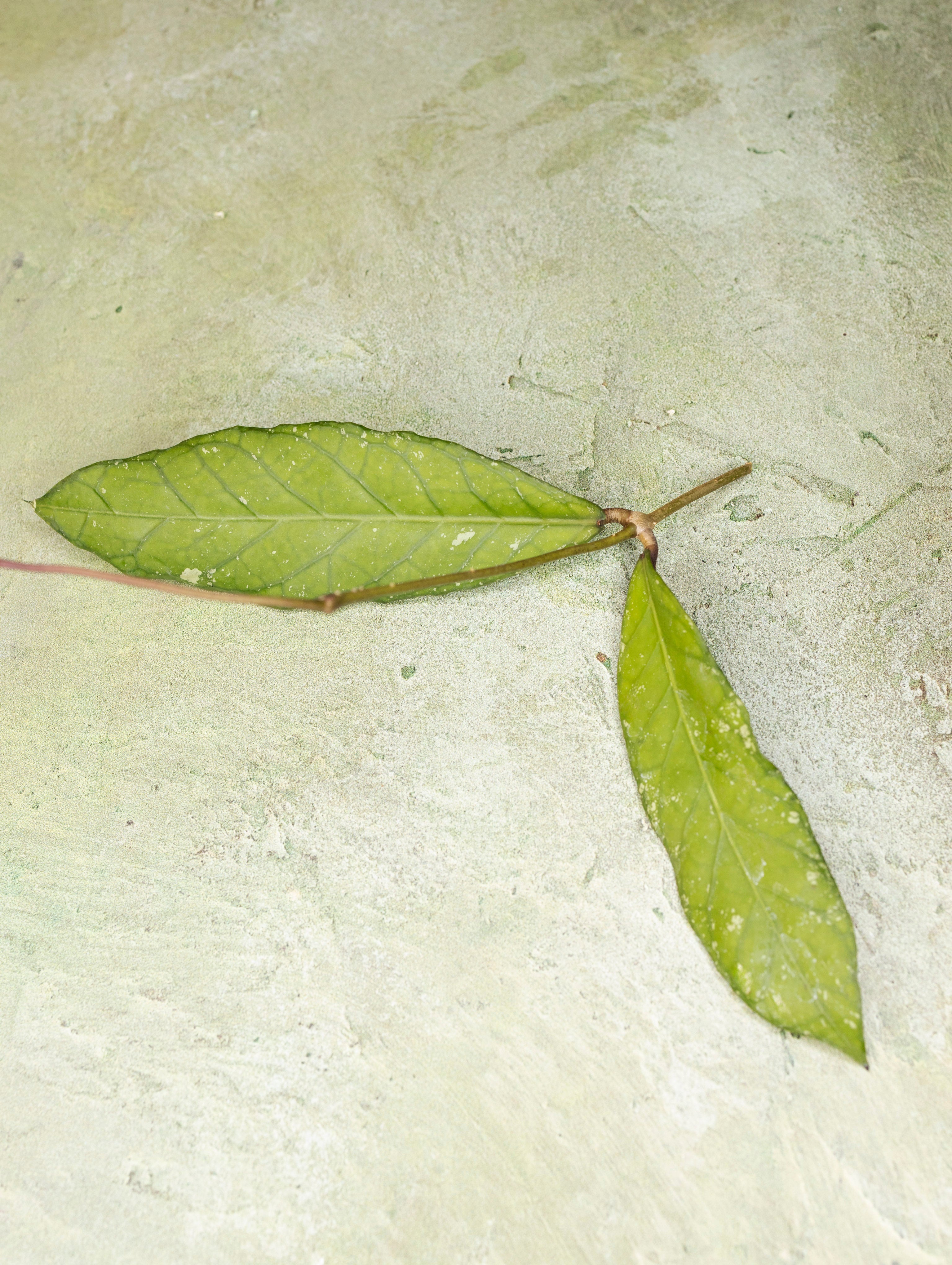 Hoya sp Aceh Blangkejeren
