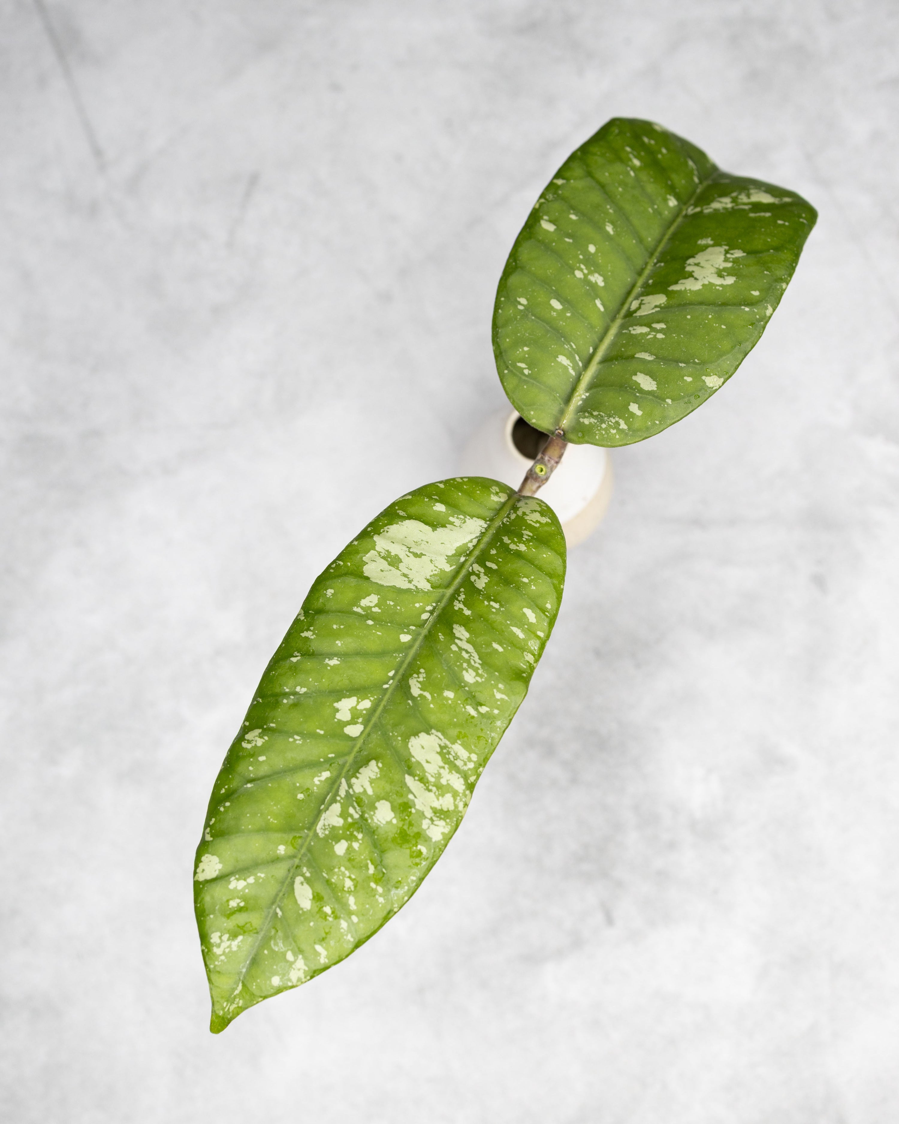 Hoya sp. Aceh &