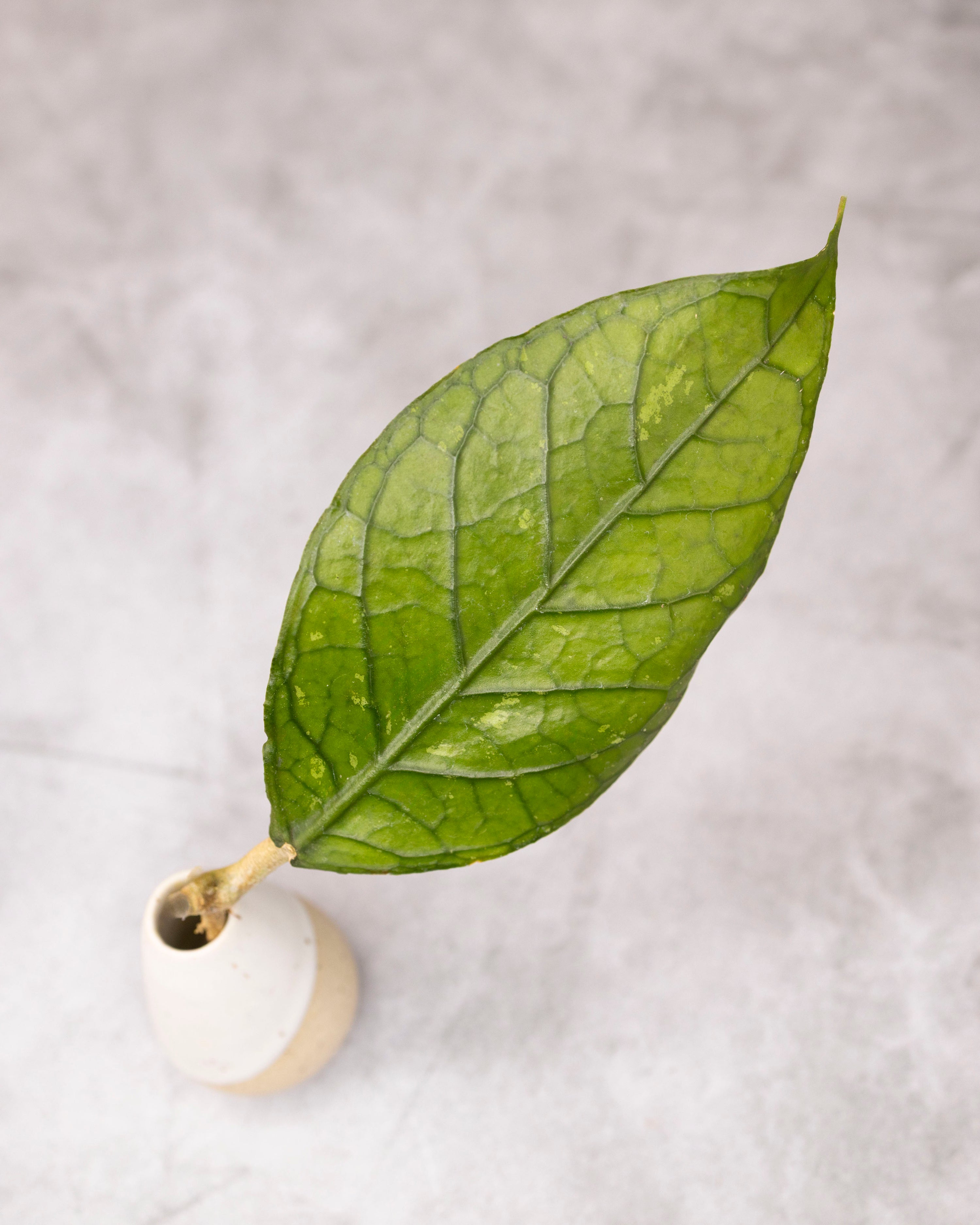 Hoya sp. Aceh &