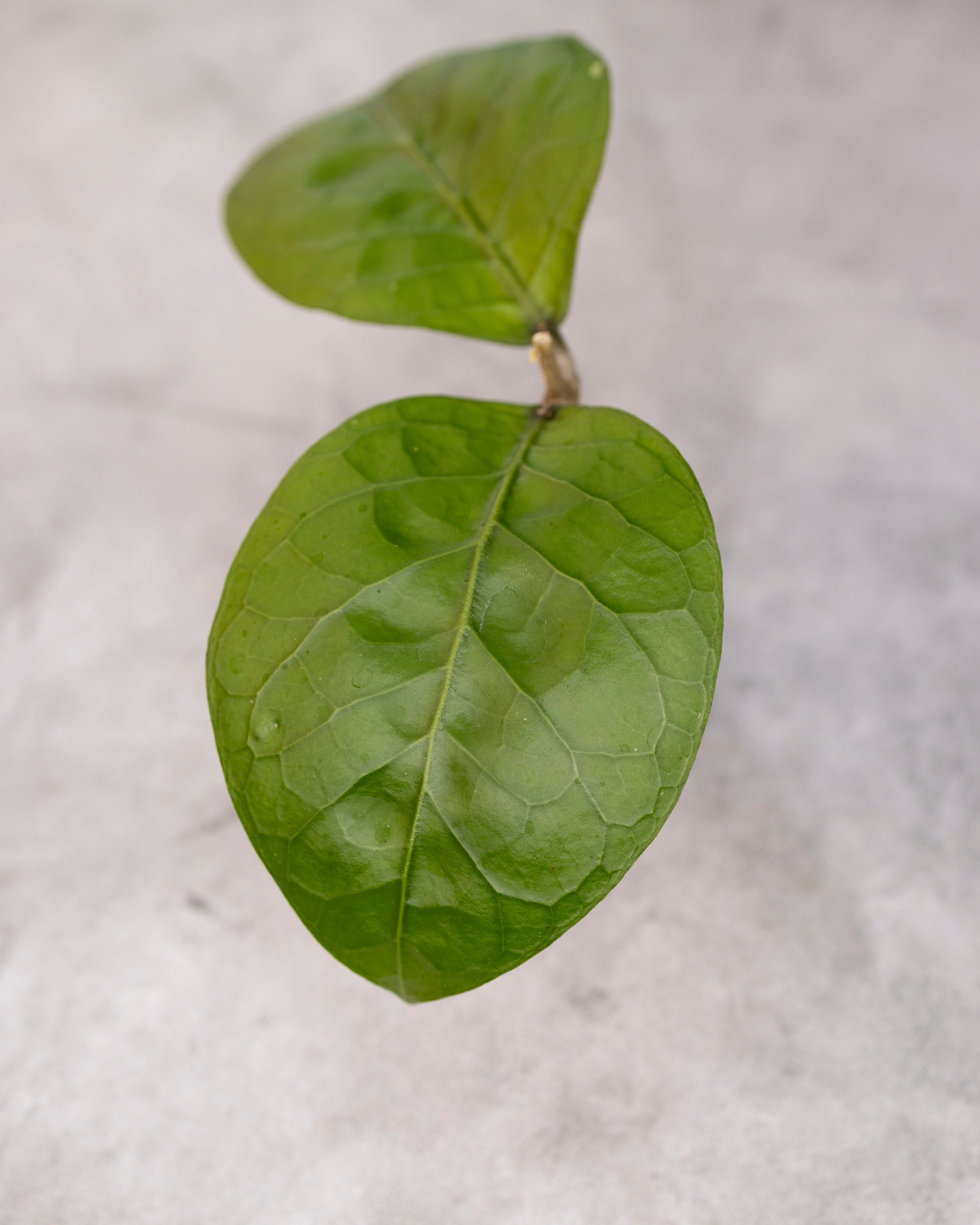 Hoya sp. Aceh &