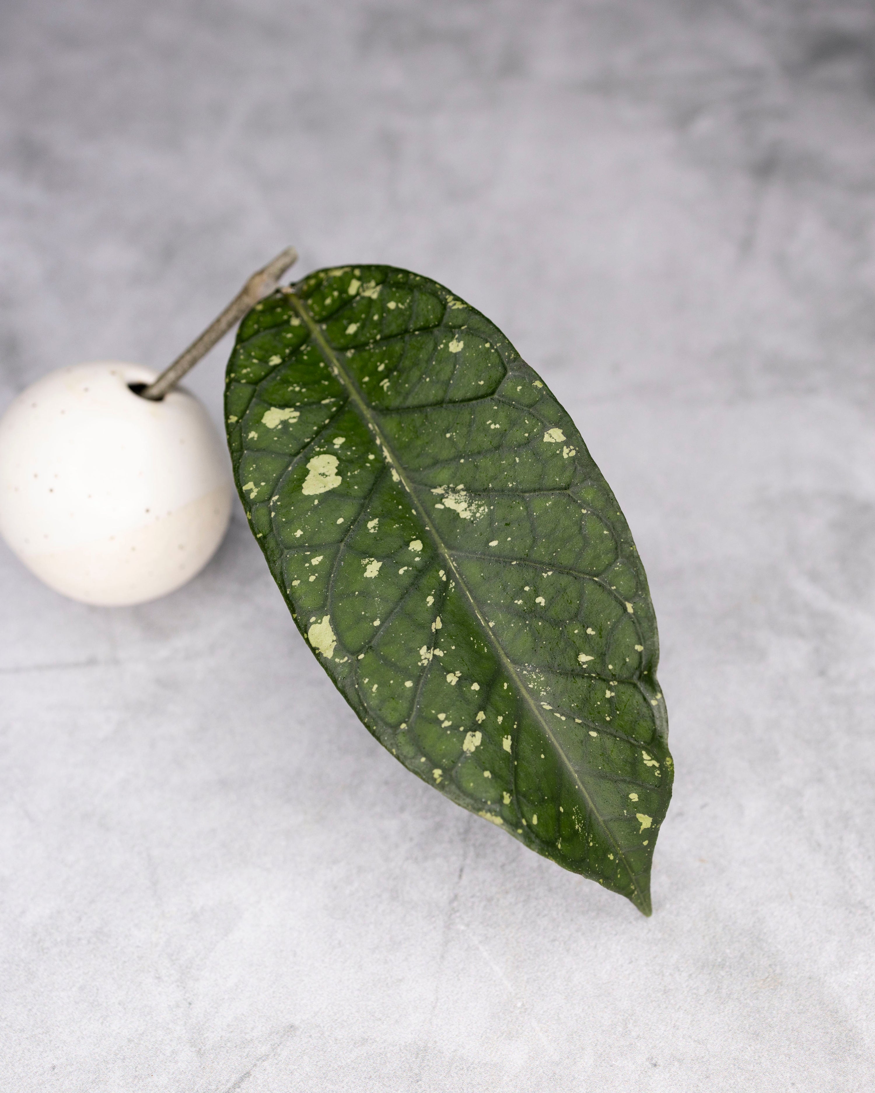 Hoya sp. Aceh &