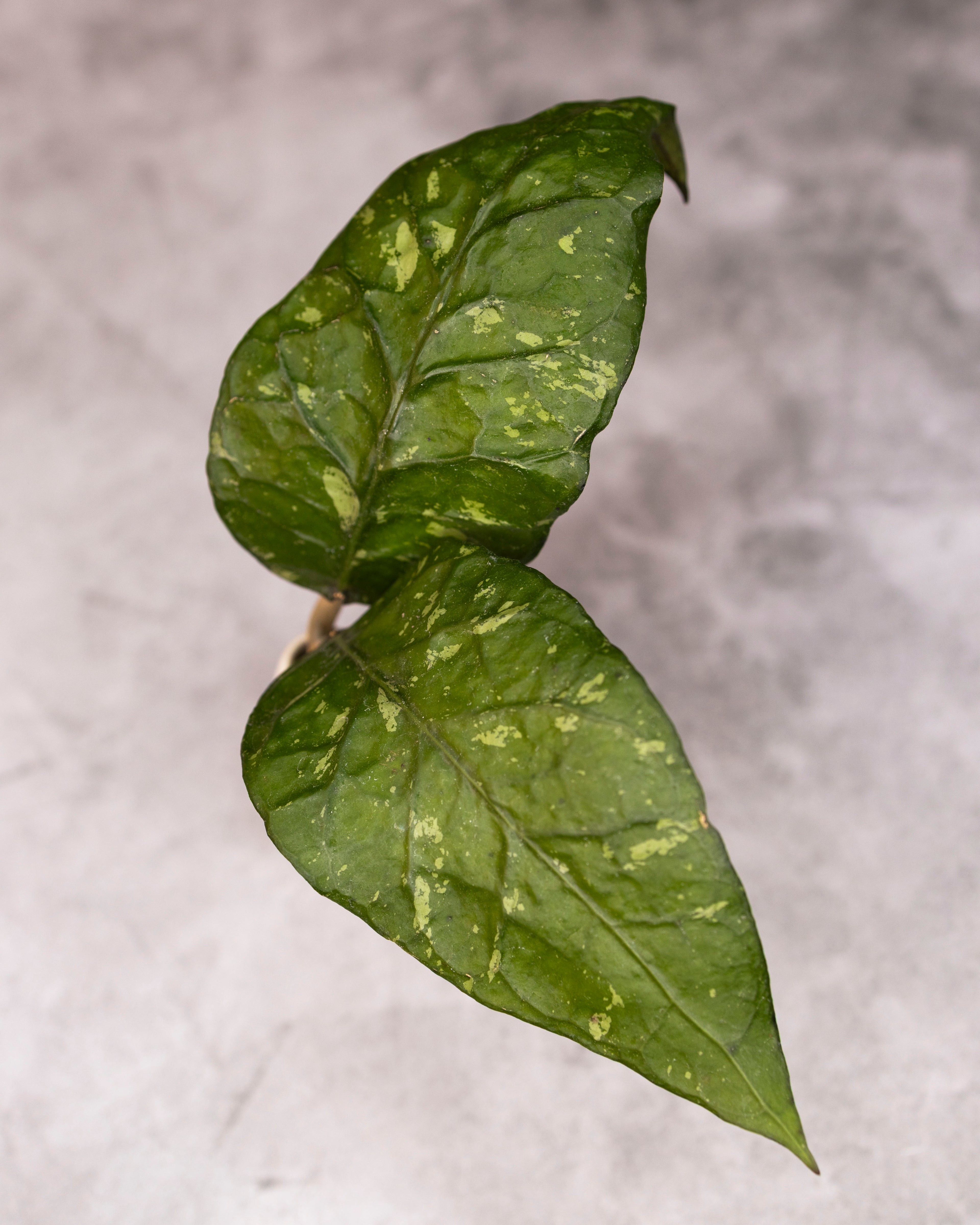 Hoya sp. Aceh &