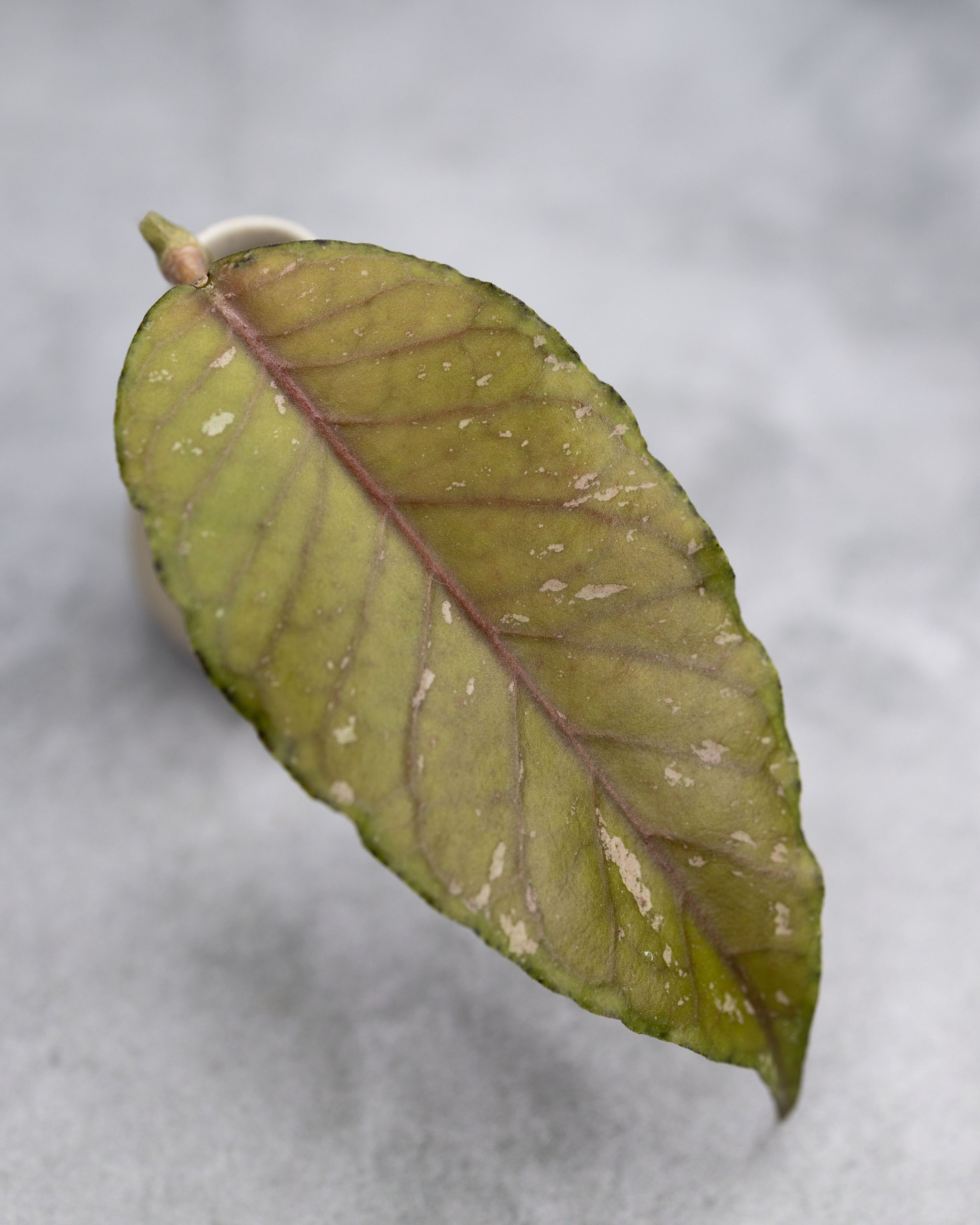 Hoya sp. Aceh &