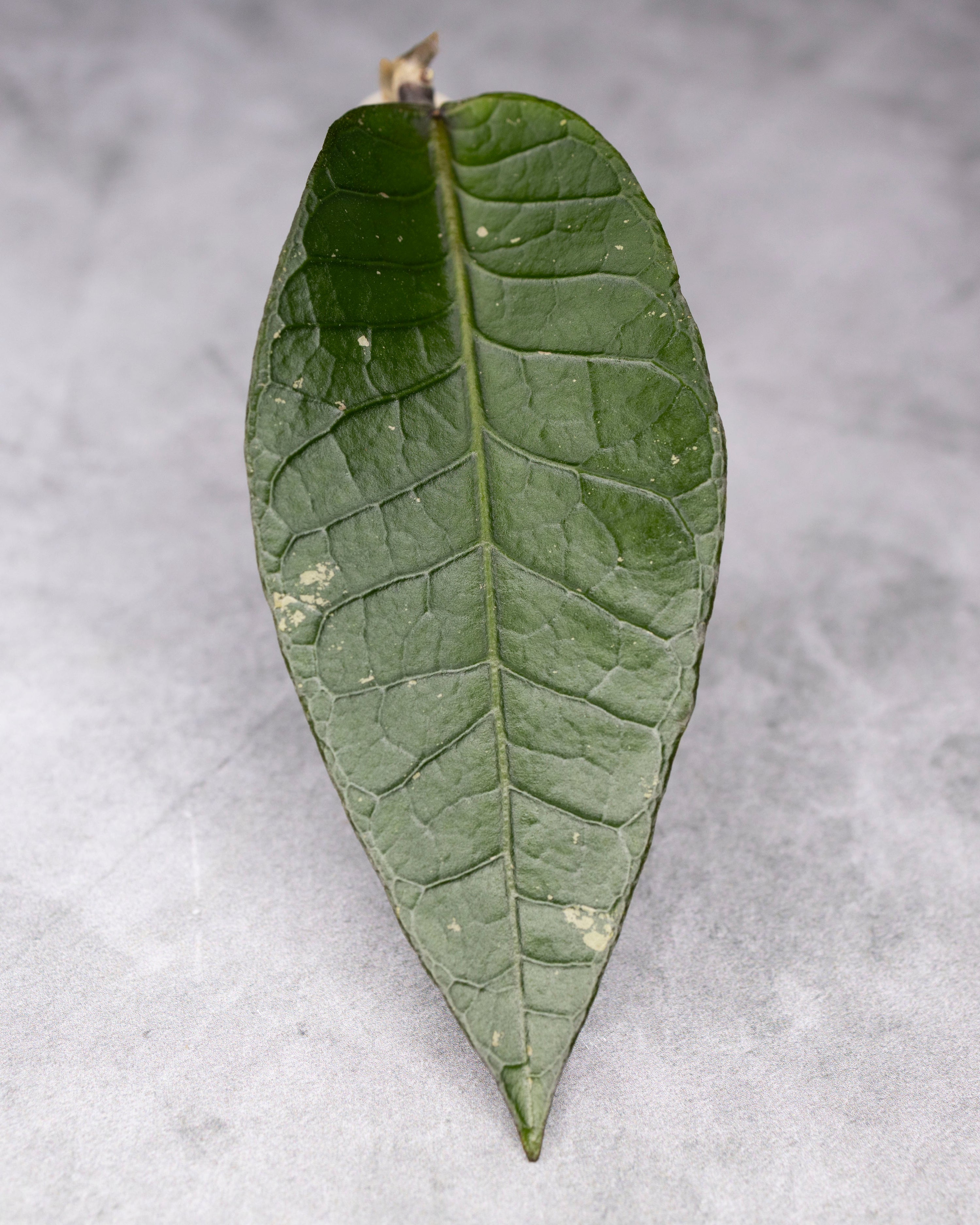 Hoya sp. Aceh &
