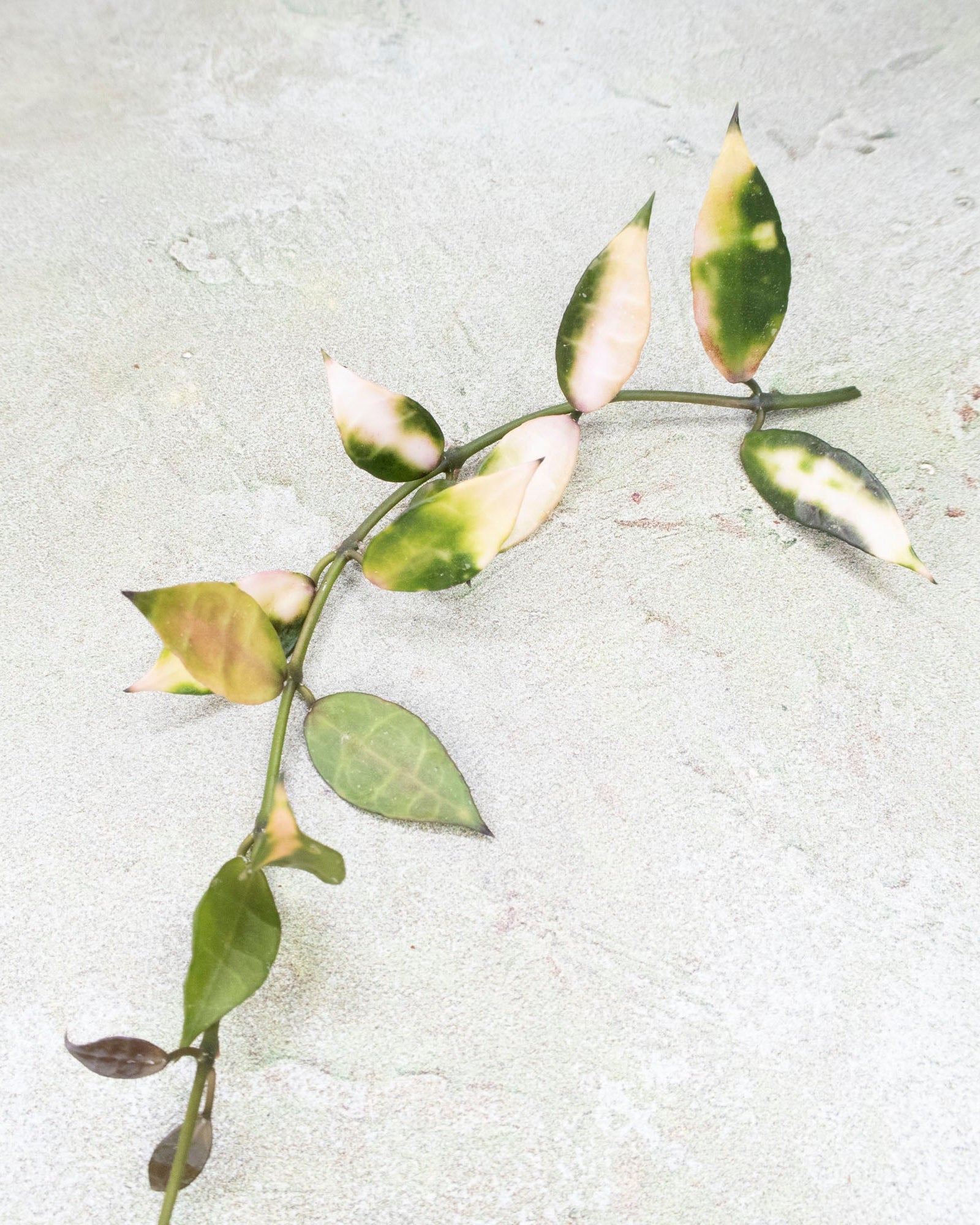 Hoya sp Cianjur Variegated