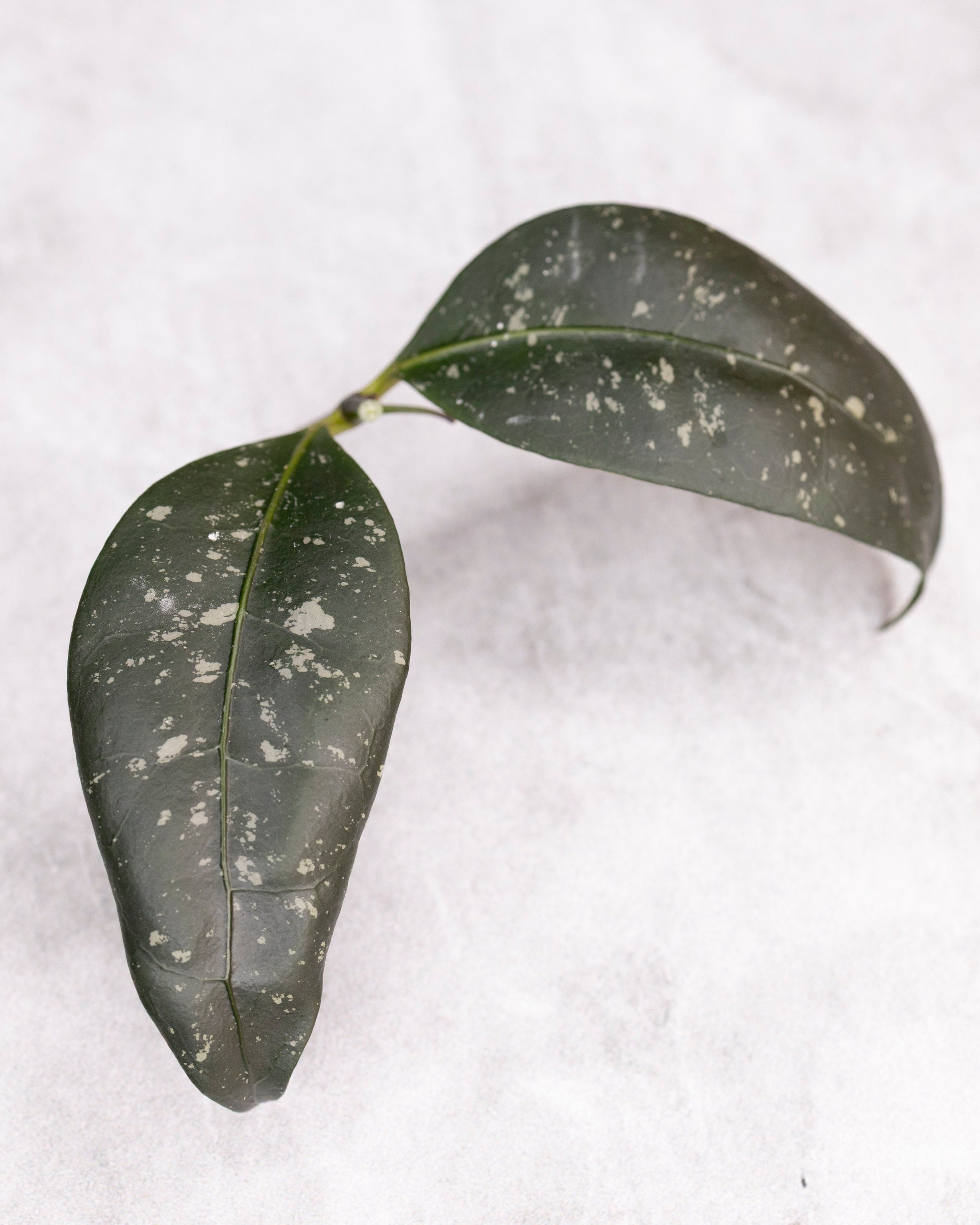 Hoya sp Garut Type I