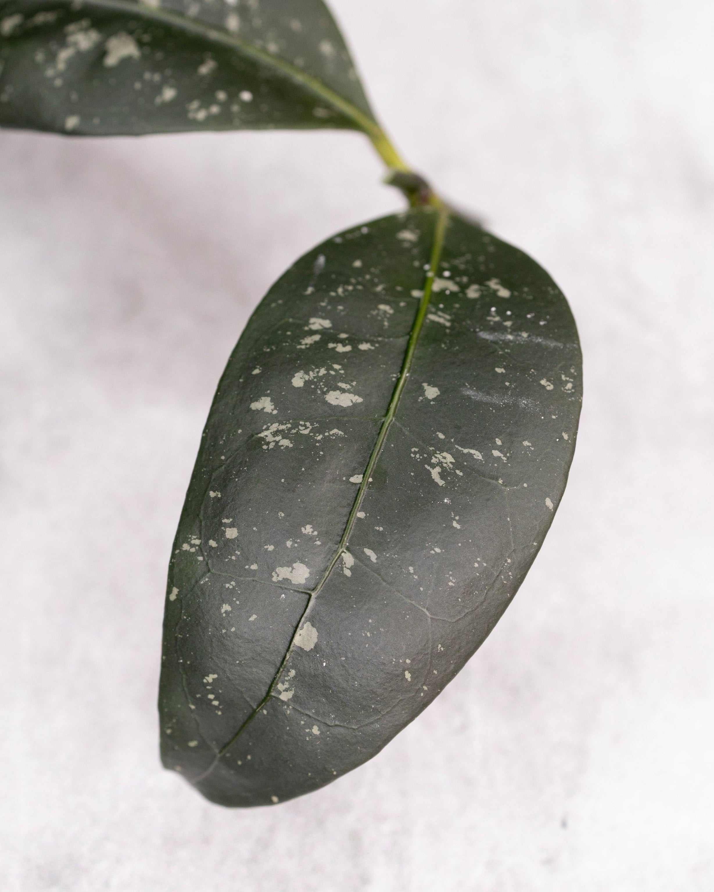 Hoya sp Garut Type I