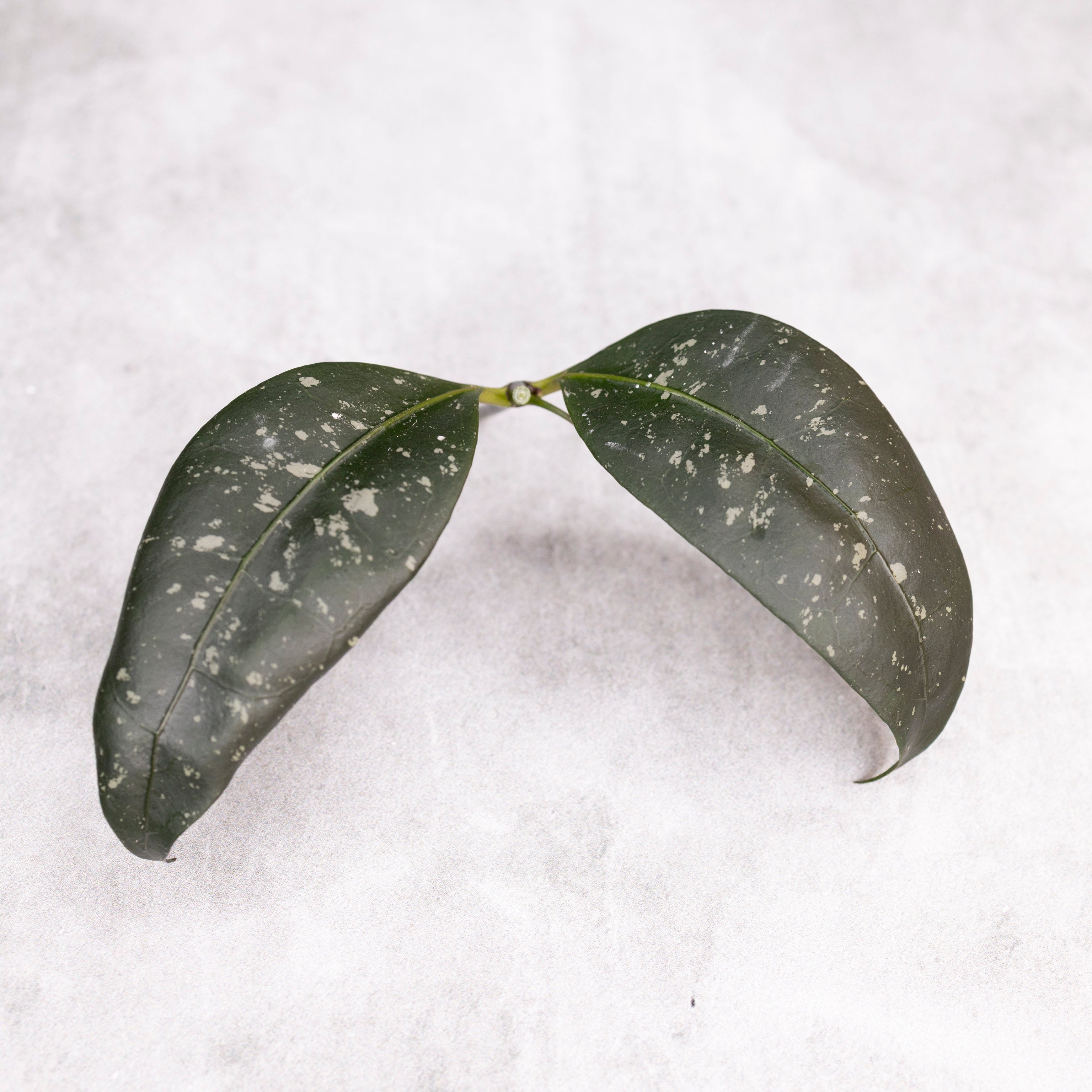 Hoya sp Garut Type I