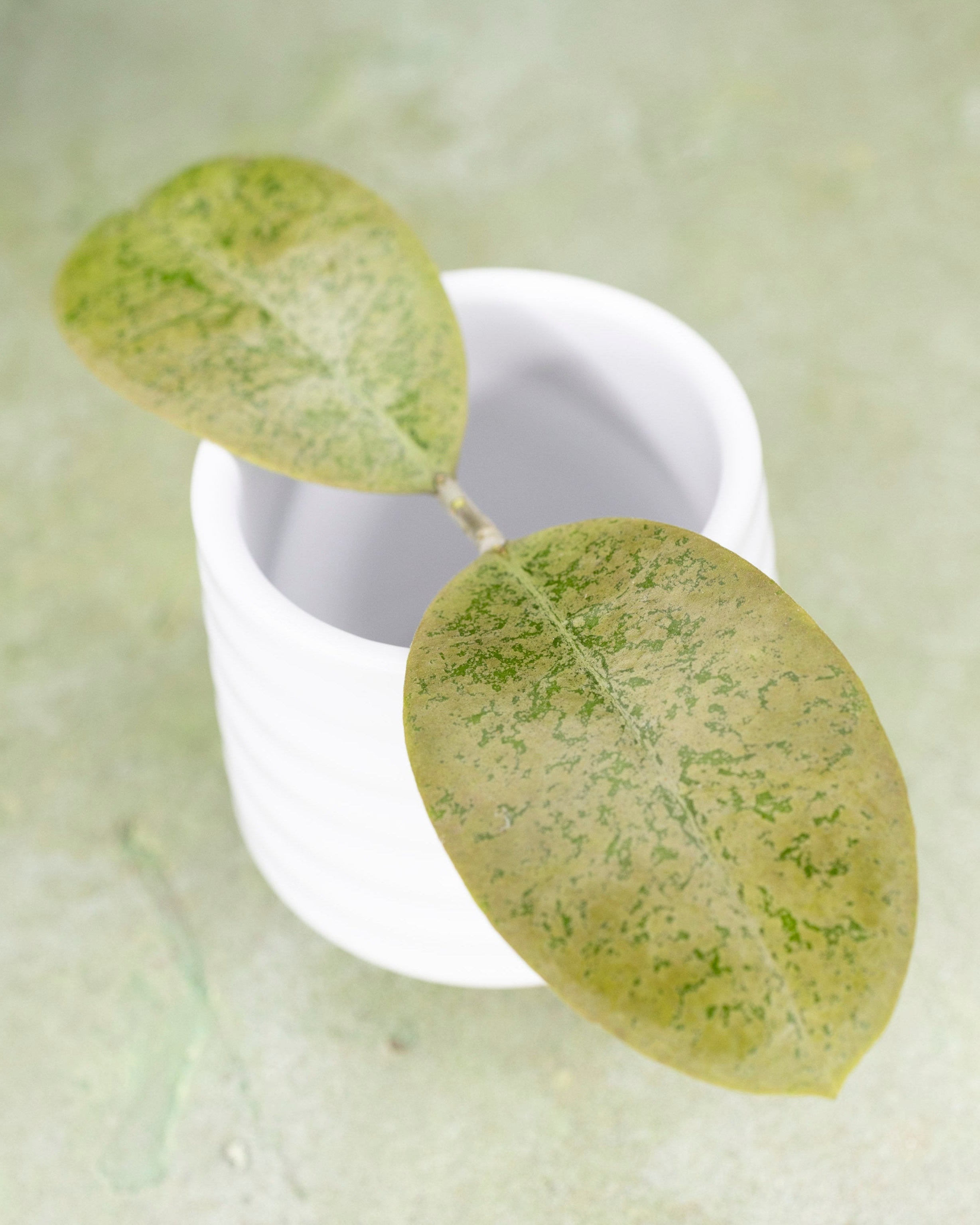 Hoya sp Kapuas Hulu Round Leaf