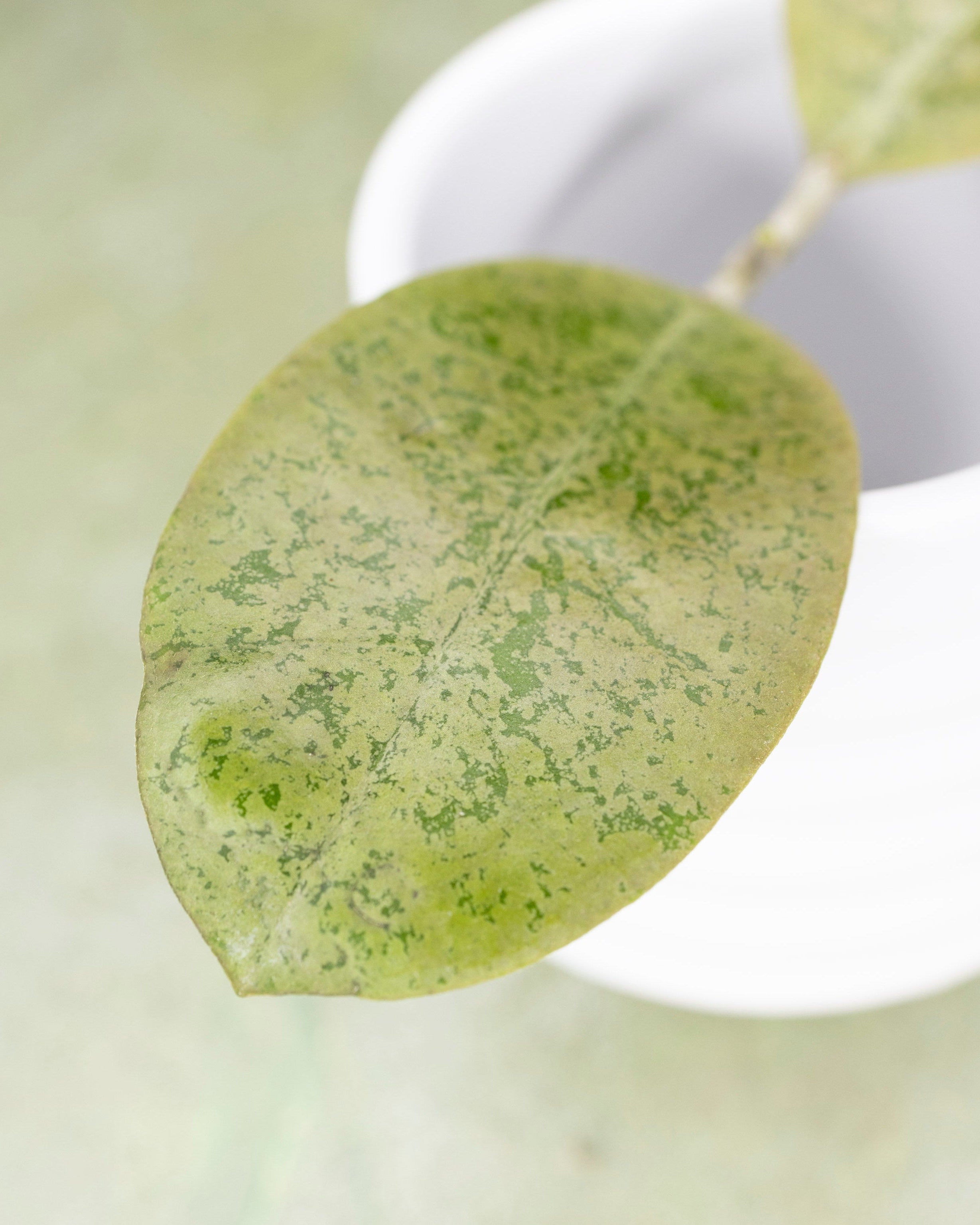 Hoya sp Kapuas Hulu Round Leaf