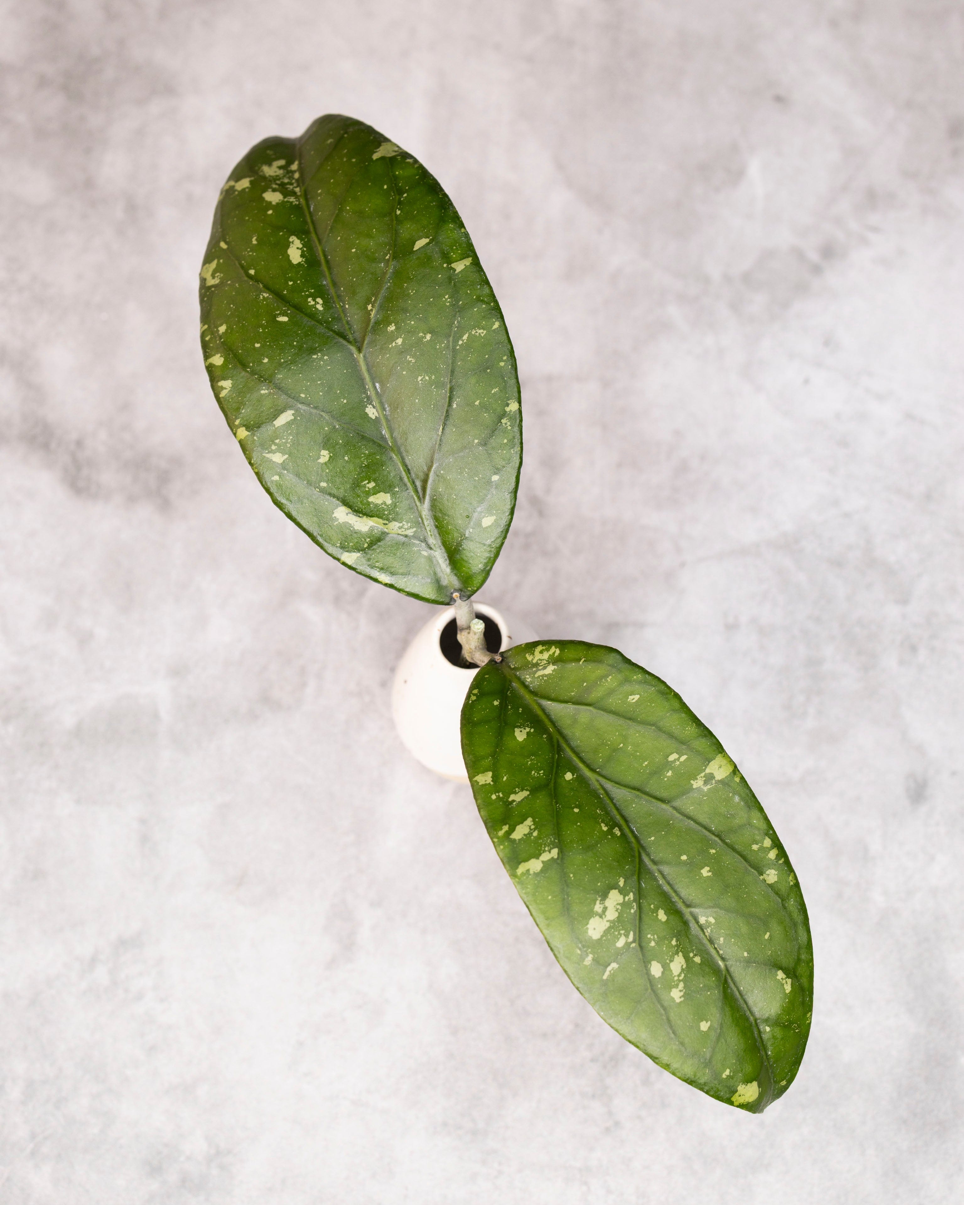 Green leaf-shaped earrings on a light gray background