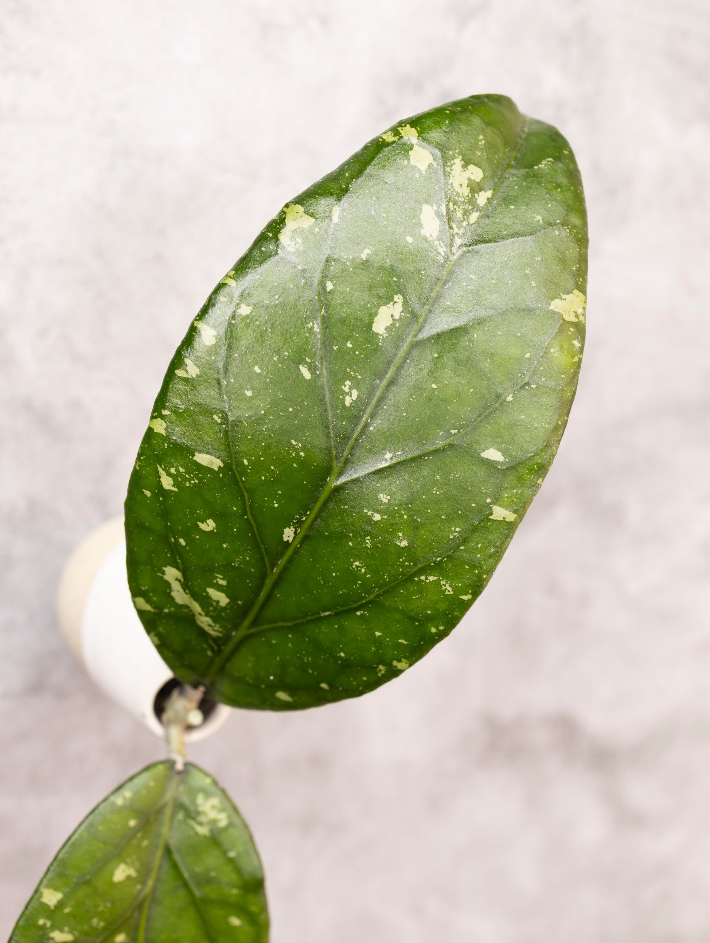 Close-up of a green leaf with white spots on a light gray background