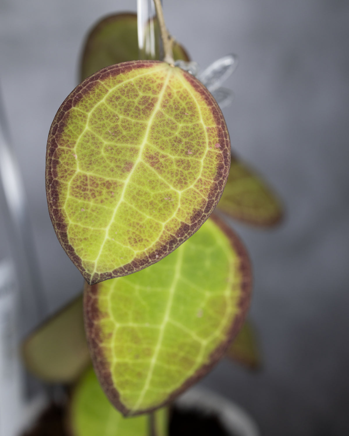 Hoya tomataensis (Indonesia)