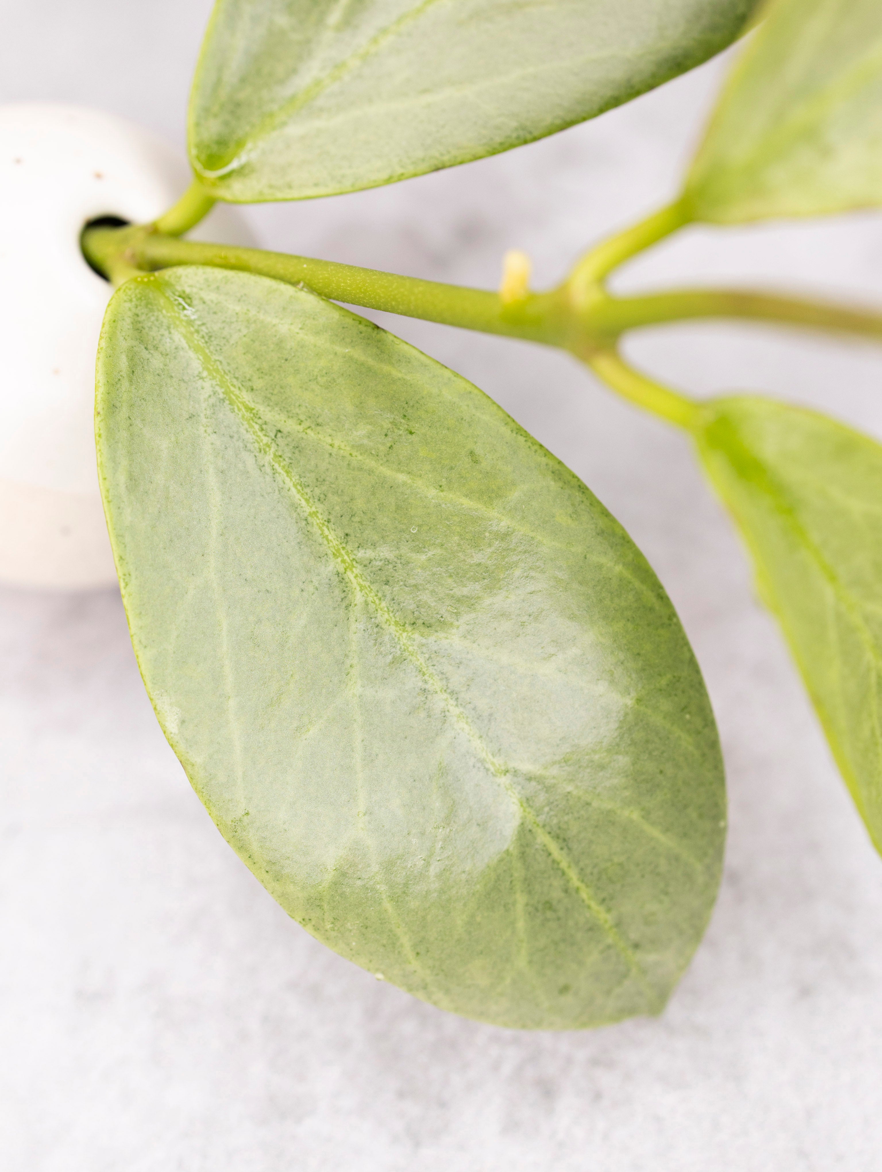Hoya obscura Cryptic Chrome