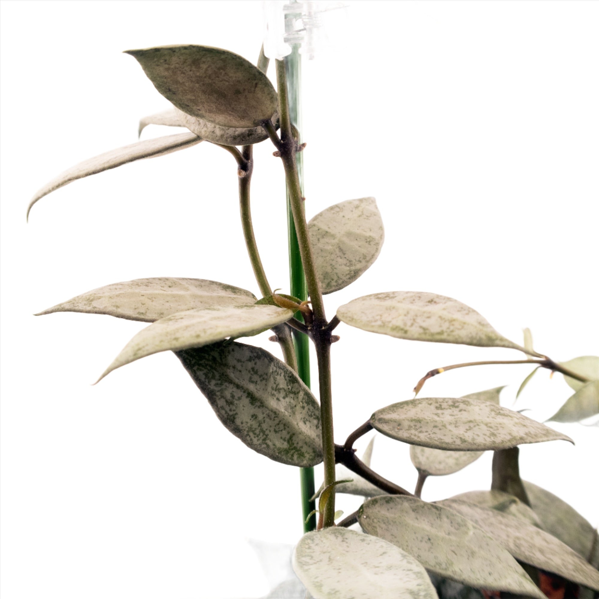 Hoya Lacunosa White Pearl on a plant trellis