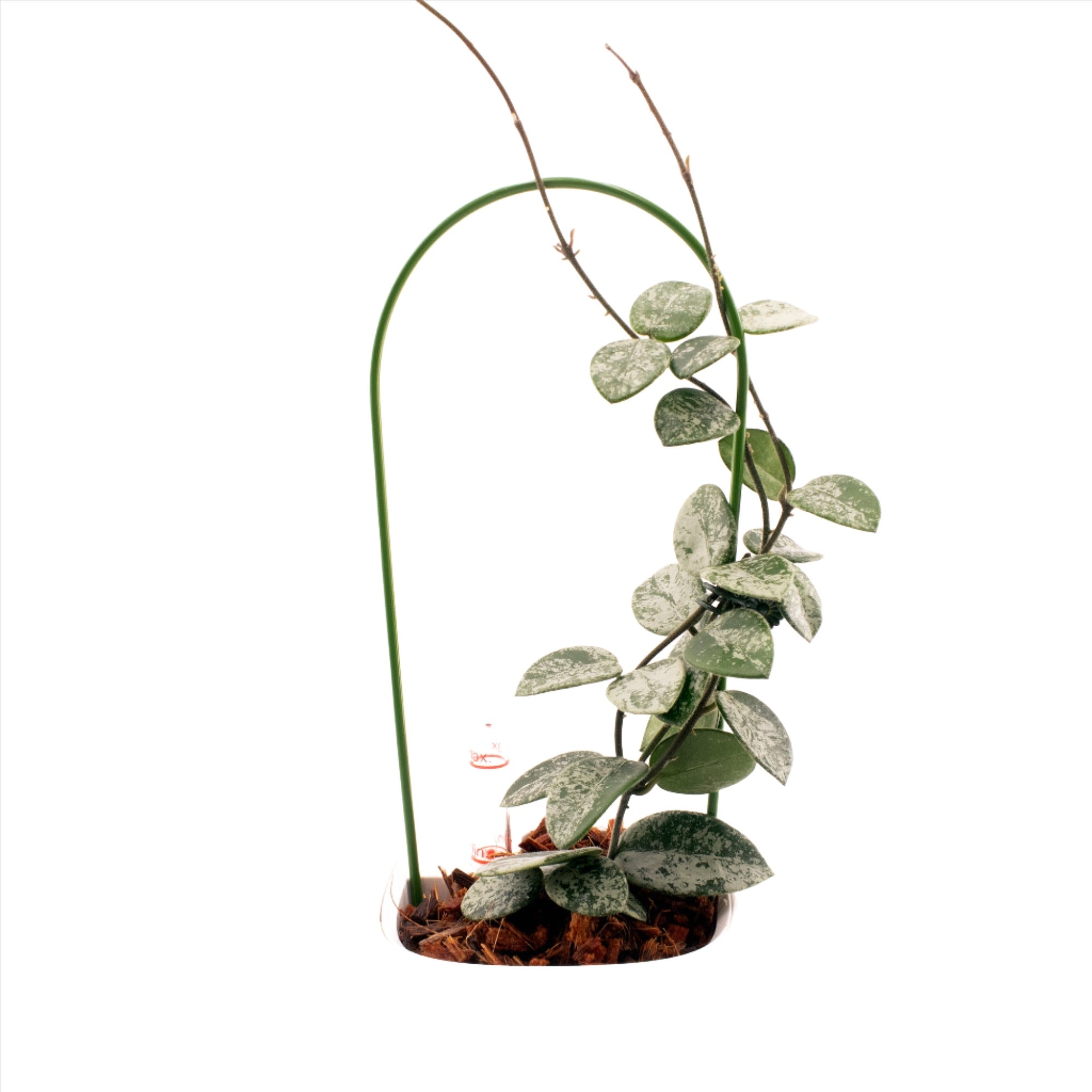 Hoya Mathilde Silver Splash on a plant trellis