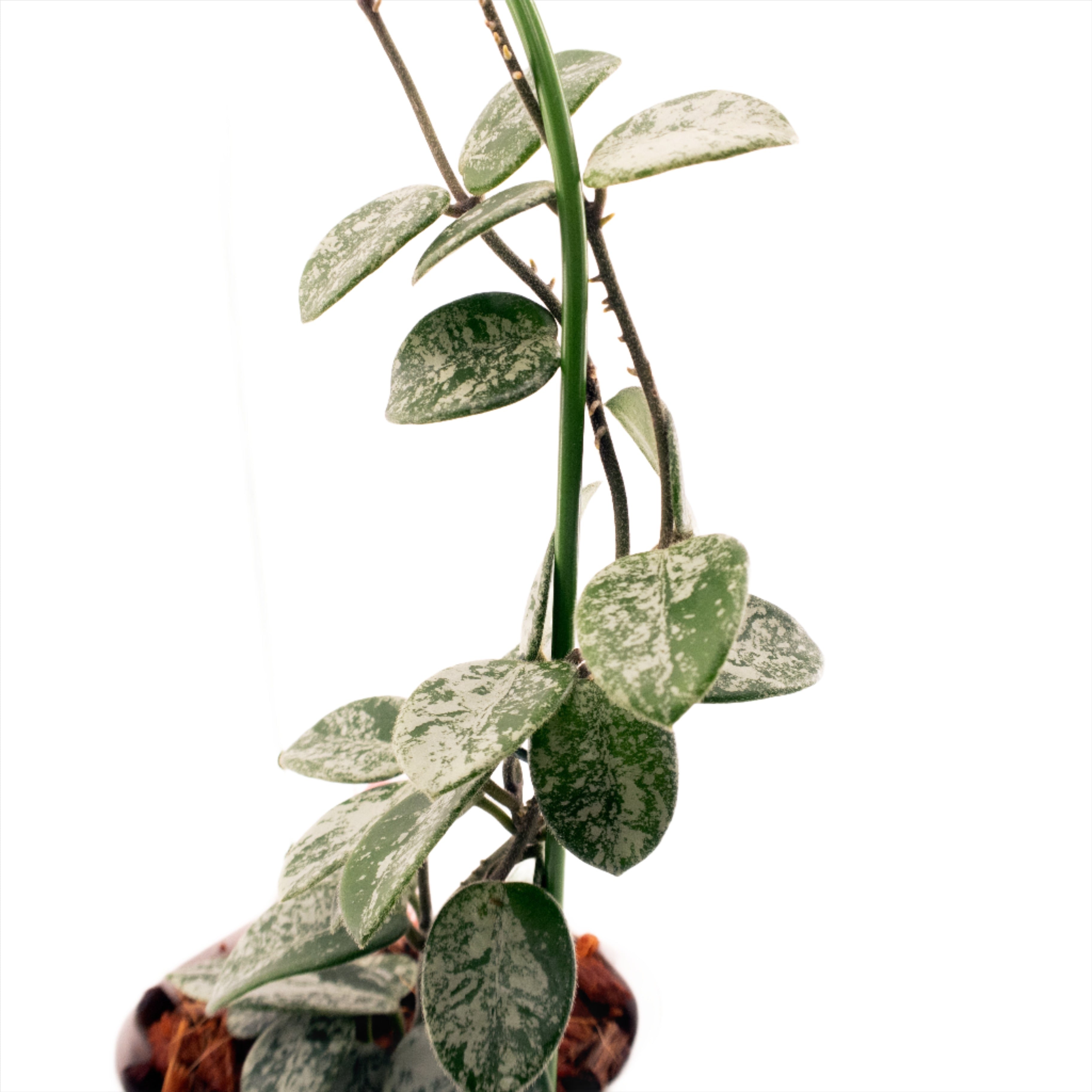 Hoya Mathilde Silver Splash on a plant trellis