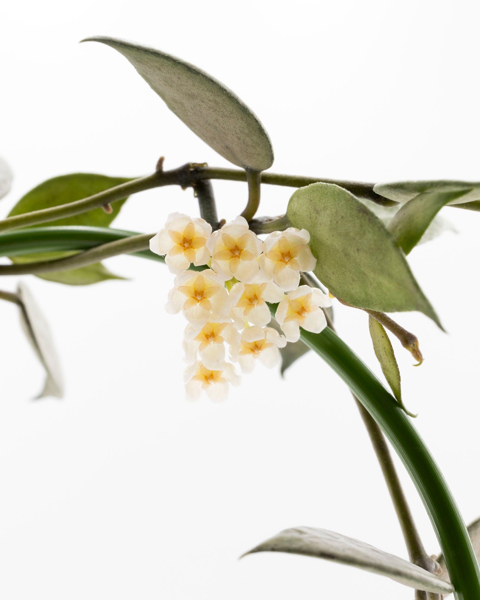 Hoya Lacunosa White Pearl Bloom