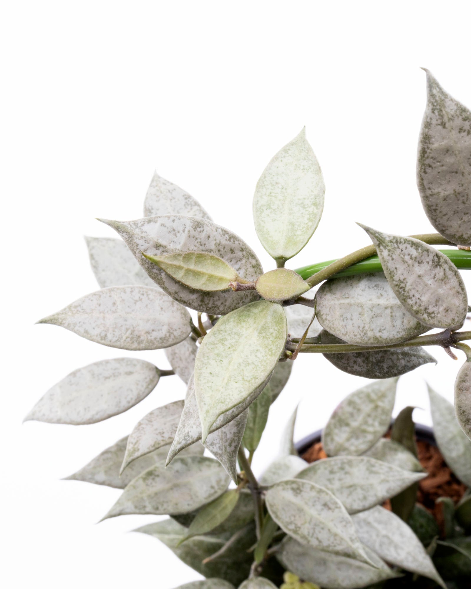 Hoya Lacunosa White Pearl