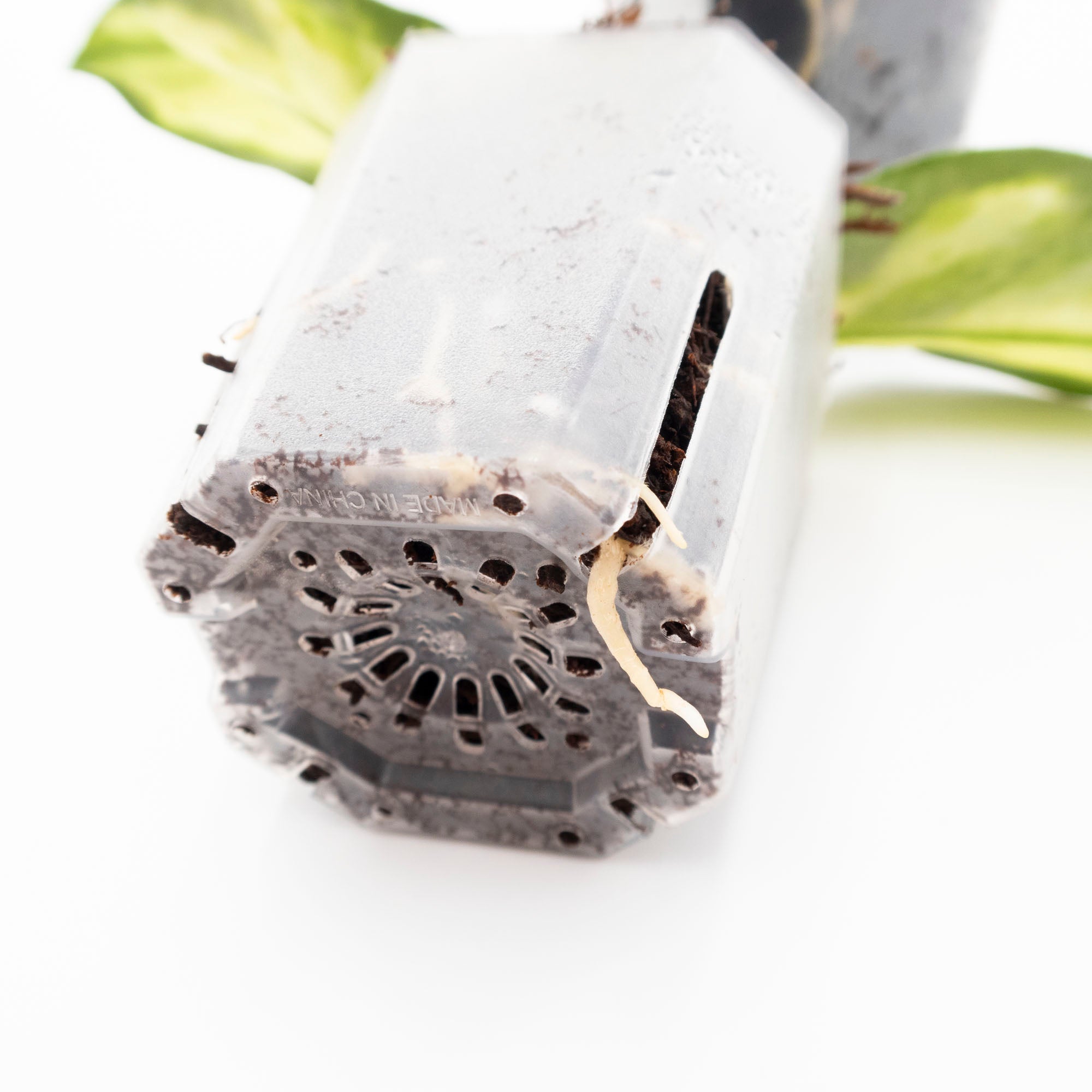 Rooted Hoya in Fernwood Soft Tree Fern Substrate