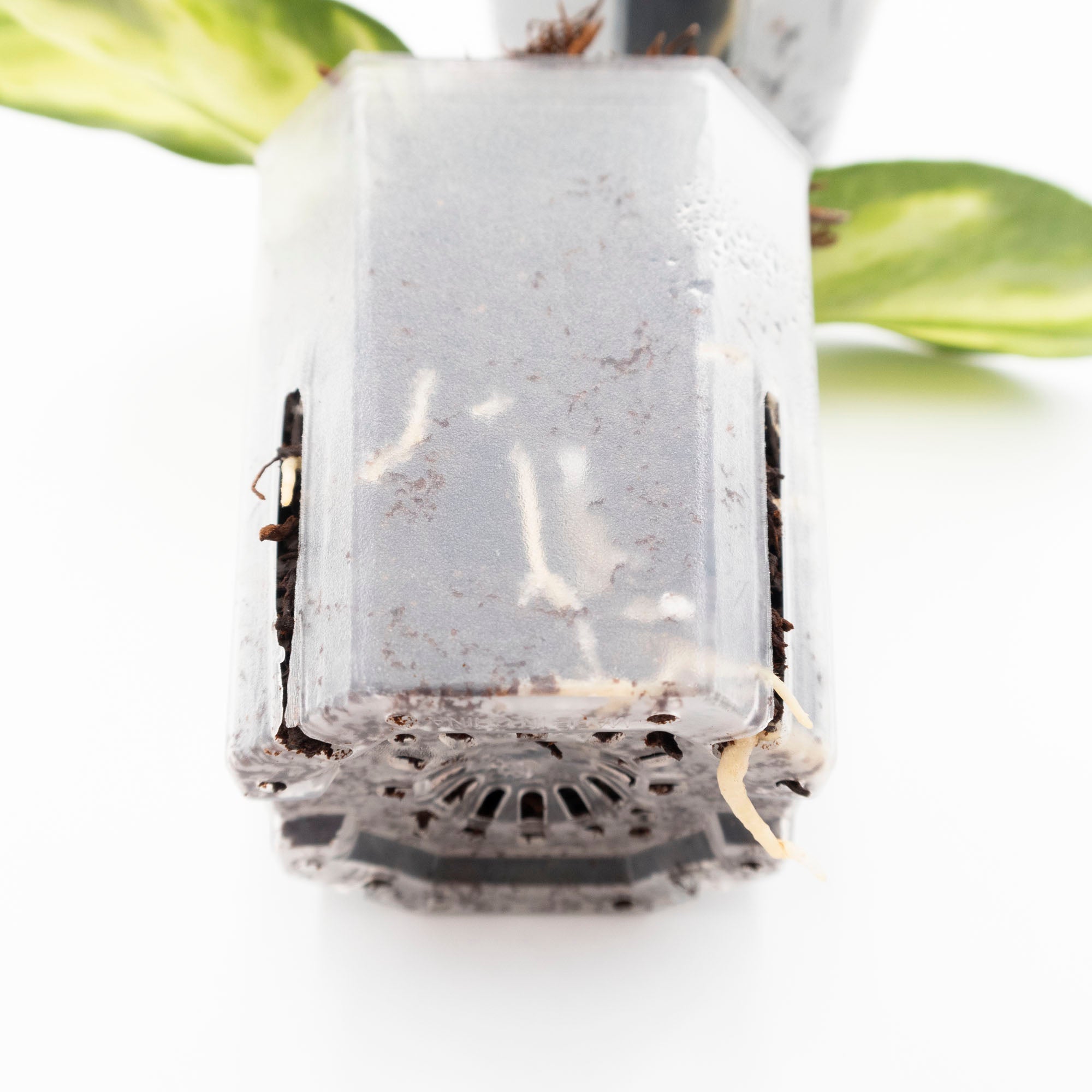 Rooted Hoya in Fernwood Soft Tree Fern Substrate