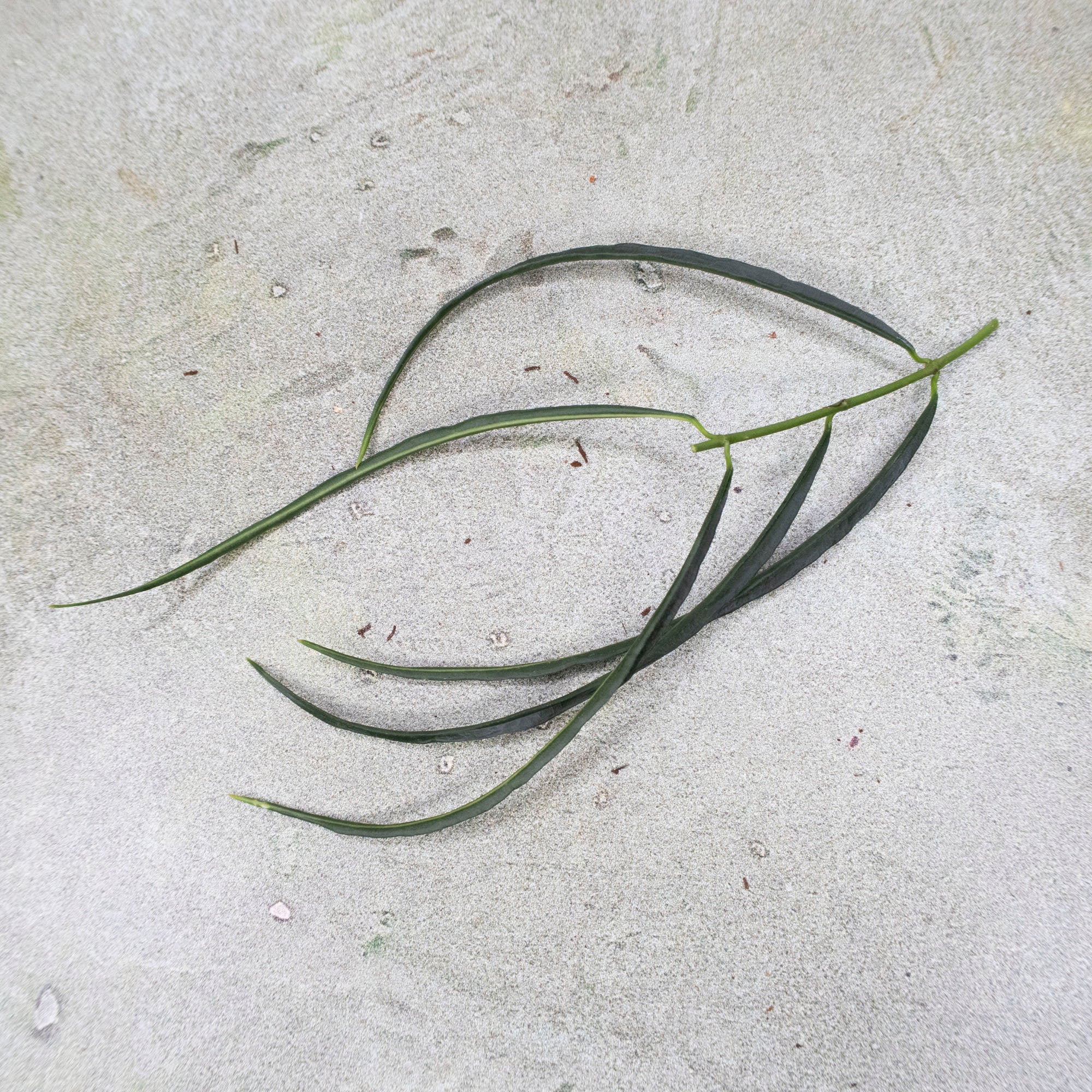 Hoya Stenophylla